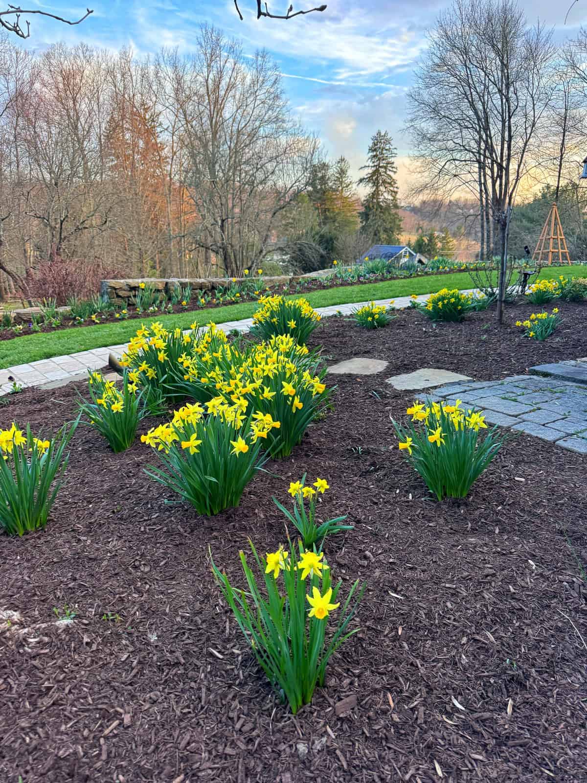 A garden scene with clusters of yellow daffodils planted in mulched beds along stone pathways, surrounded by bare trees and shrubs under a blue sky with light clouds.