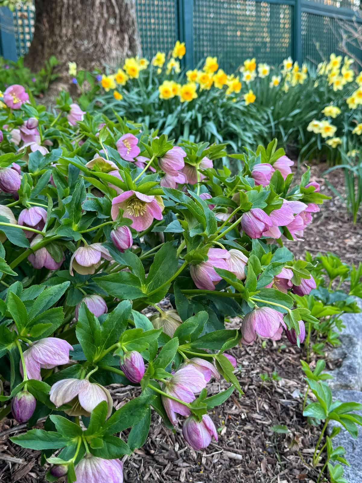 Pink and purple hellebores bloom in the foreground, while a vibrant row of yellow daffodils stands in the background near a tree and a blue fence in a garden setting.
