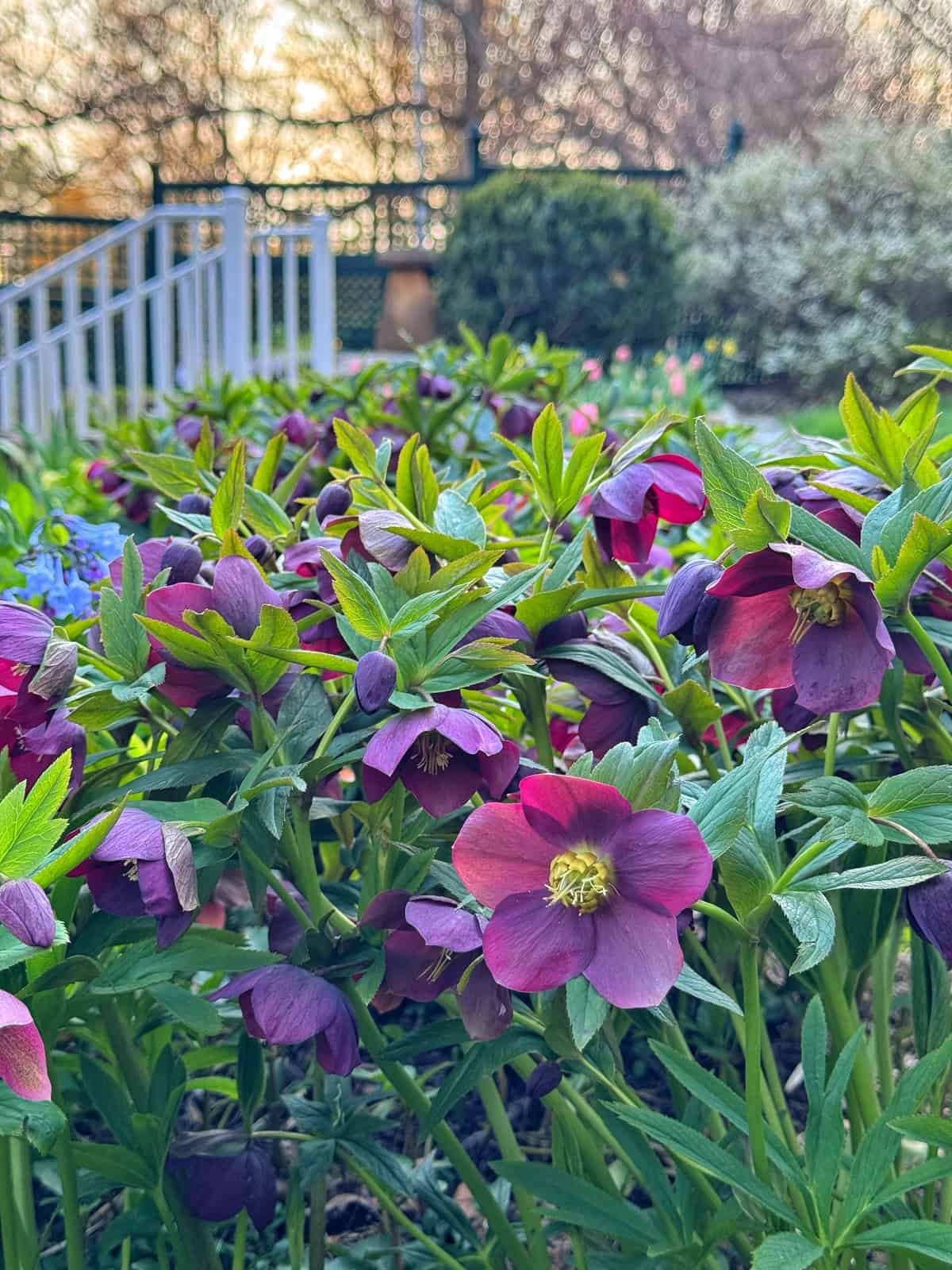 Close-up of vibrant purple flowers with yellow centers in a garden, surrounded by green leaves. In the background, there are blurred trees, shrubs, and a fence, with soft sunlight filtering through.