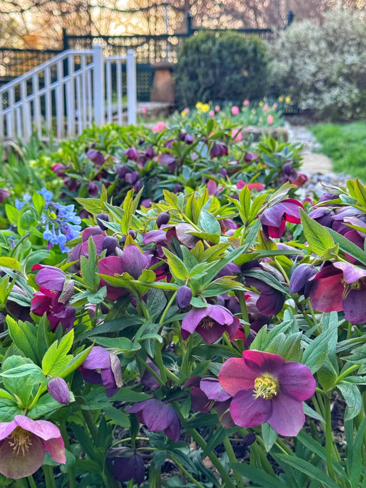 Purple hellebore flowers bloom in a garden bed with green foliage. A stone path and metal railings lead into the background, where pink tulips and trees are visible on a sunny day.