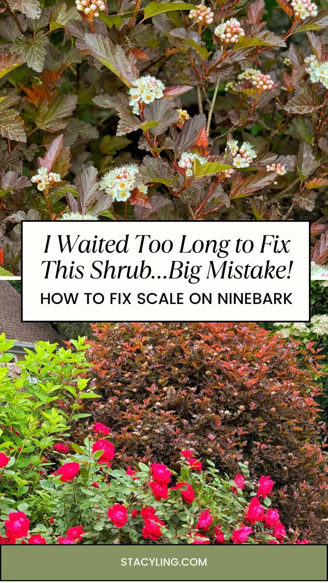 Two images of Ninebark shrubs: the top shows close-up clusters of white flowers and dark leaves, the bottom a garden with Ninebark and red roses. Text: "I waited too long&mdash;big mistake! How to treat scale on Ninebark and fix your shrub.