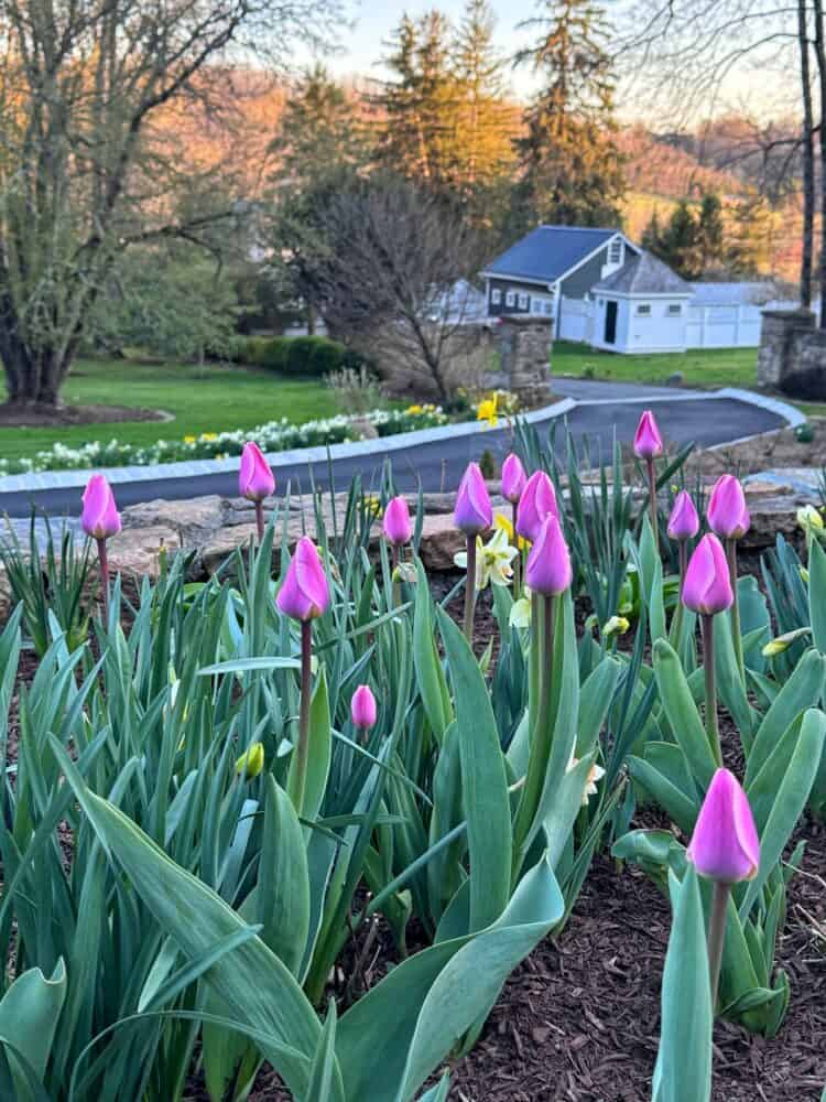 Pink tulip buds and green leaves grow in a garden bed bordered by a stone wall, with a paved driveway, daffodils, grassy lawn, trees, and a white house and fence in the background on a spring day.