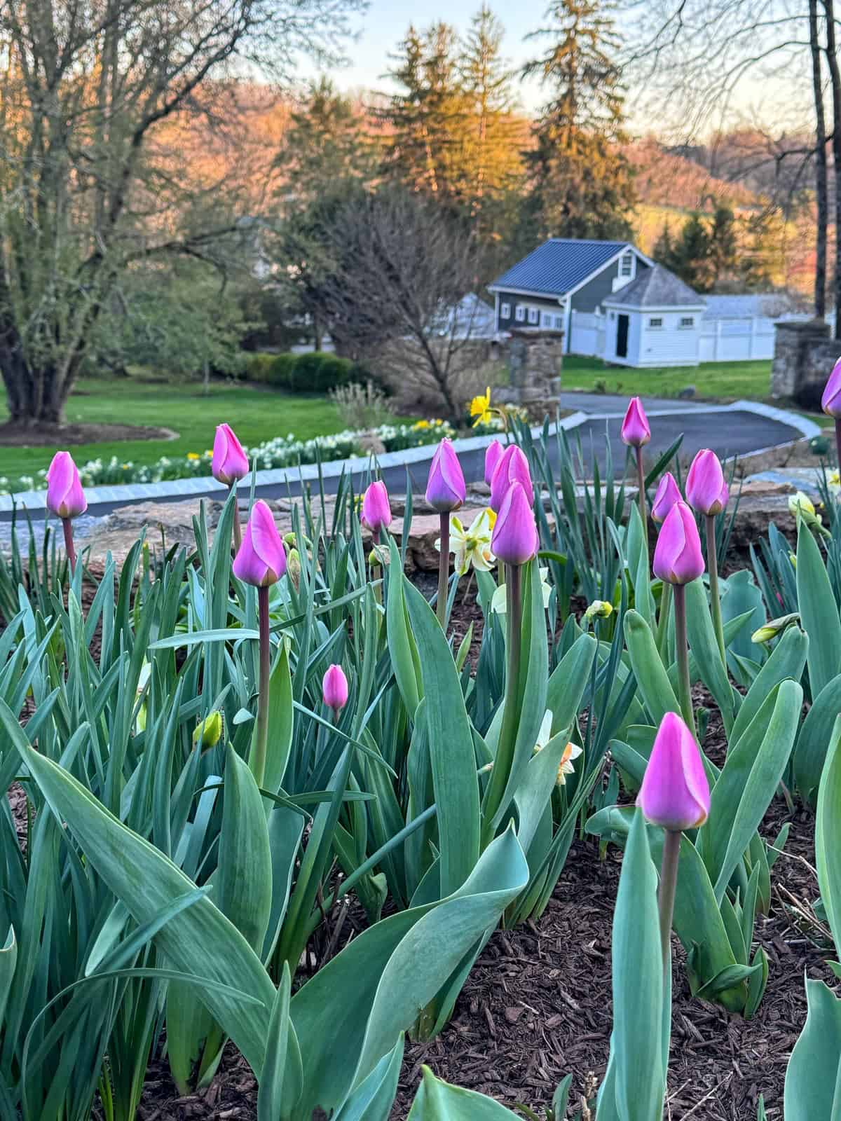 Pink tulips with green leaves bloom in a garden bed, with a stone wall, a driveway, and a white house surrounded by trees and a lawn in the background on a clear day.