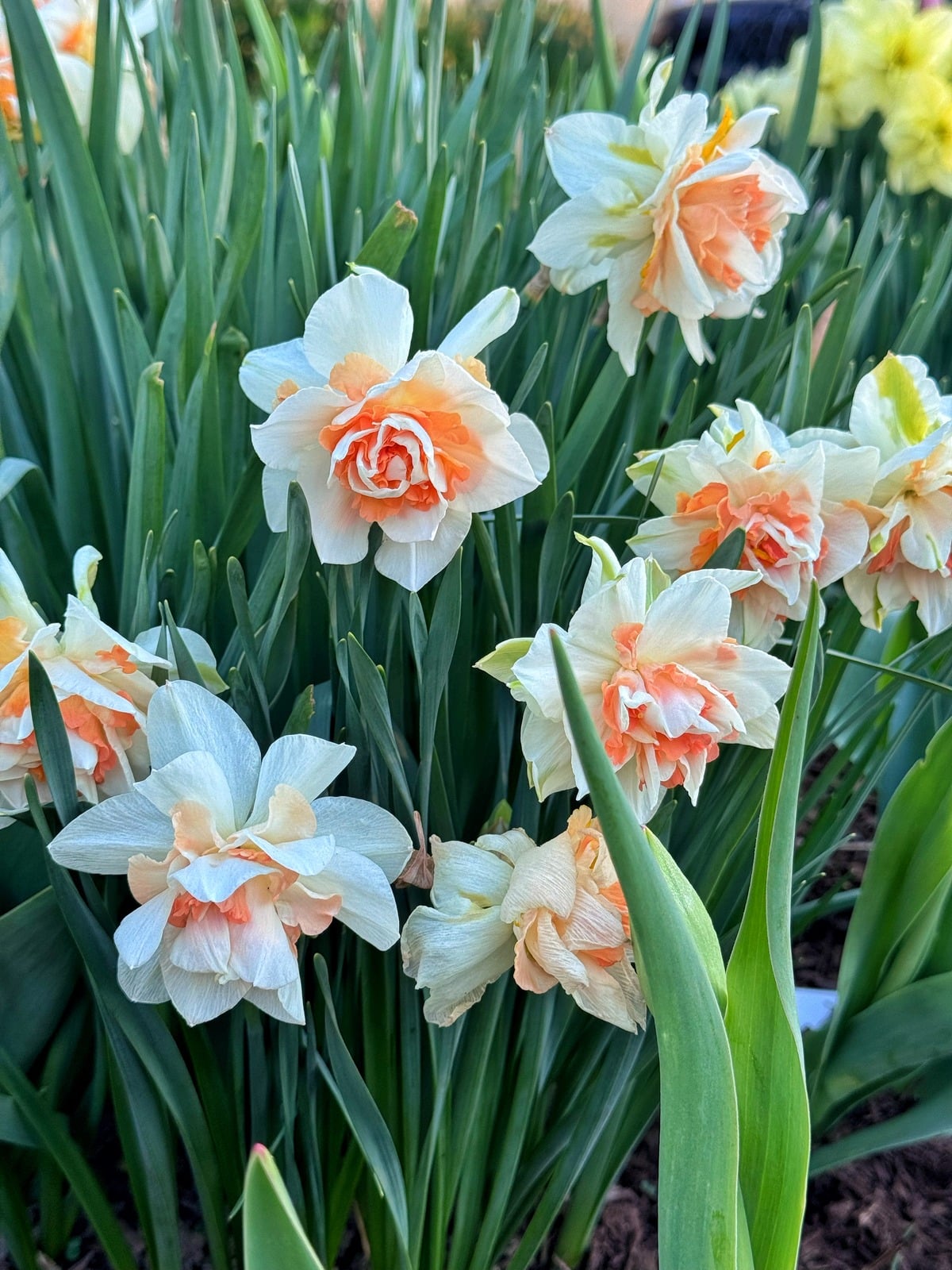 Pale peach and white double daffodil flowers bloom among tall green leaves in a garden bed, creating a lush, vibrant spring scene.