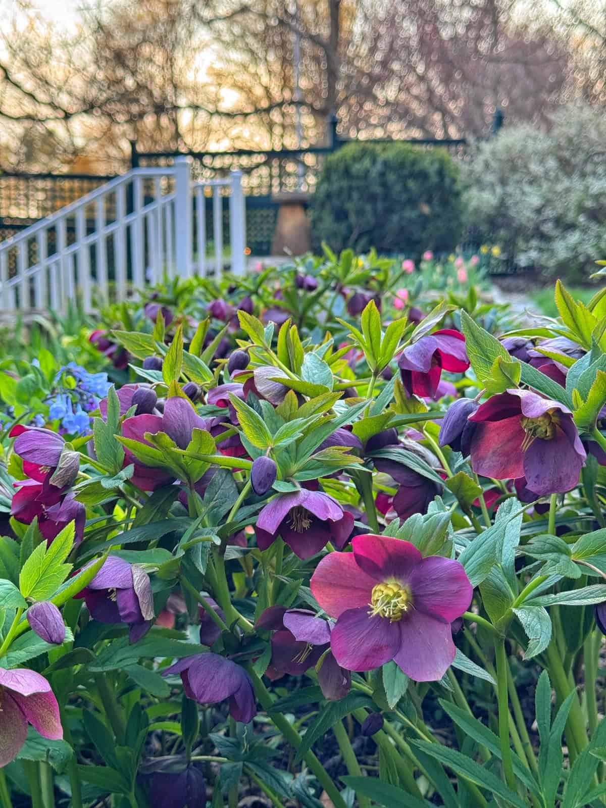 Purple hellebore flowers bloom in a garden bed, with green foliage and a blurred background of stairs, shrubs, and trees under a soft evening sky.