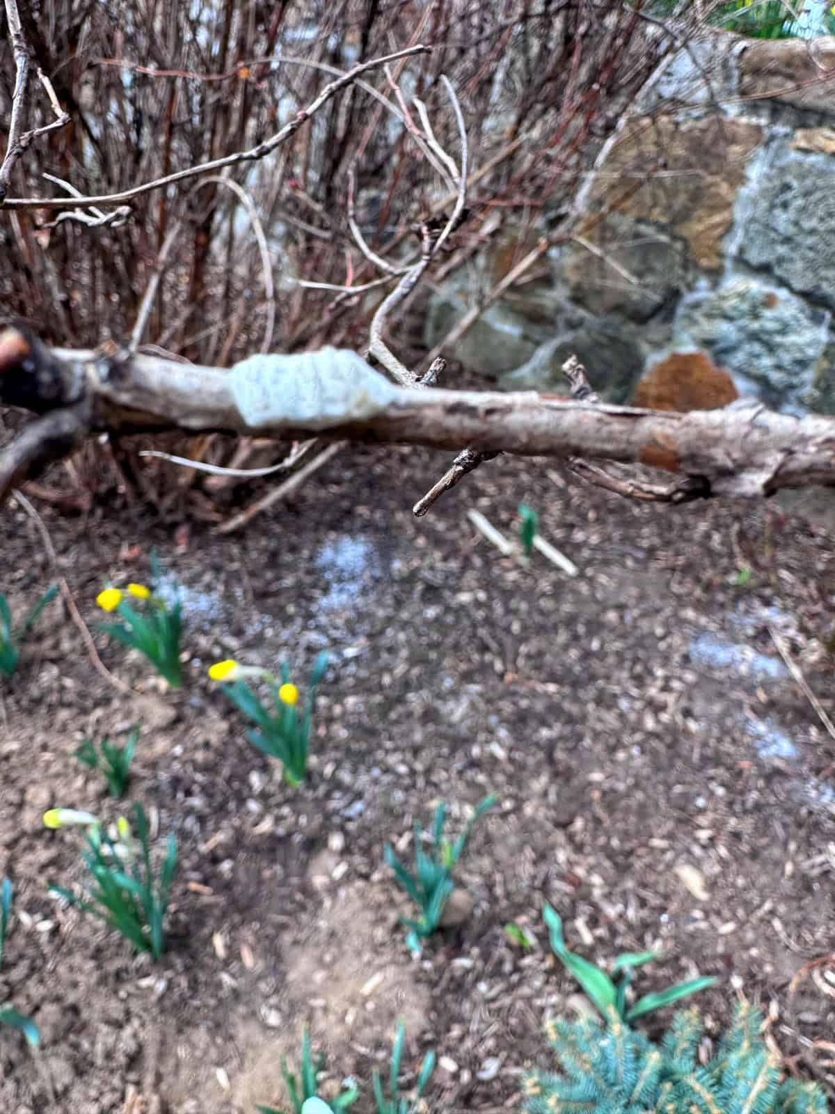 A close-up of a tree branch in focus with a blurry background of yellow daffodils, bare twigs, and a stone wall in a garden.