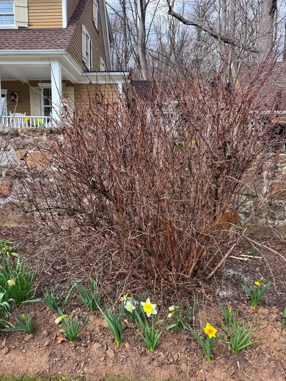 A large, leafless shrub stands in front of a stone retaining wall, with yellow and white daffodils blooming along the edge of a garden bed. A tan house with a porch is visible in the background among bare trees.