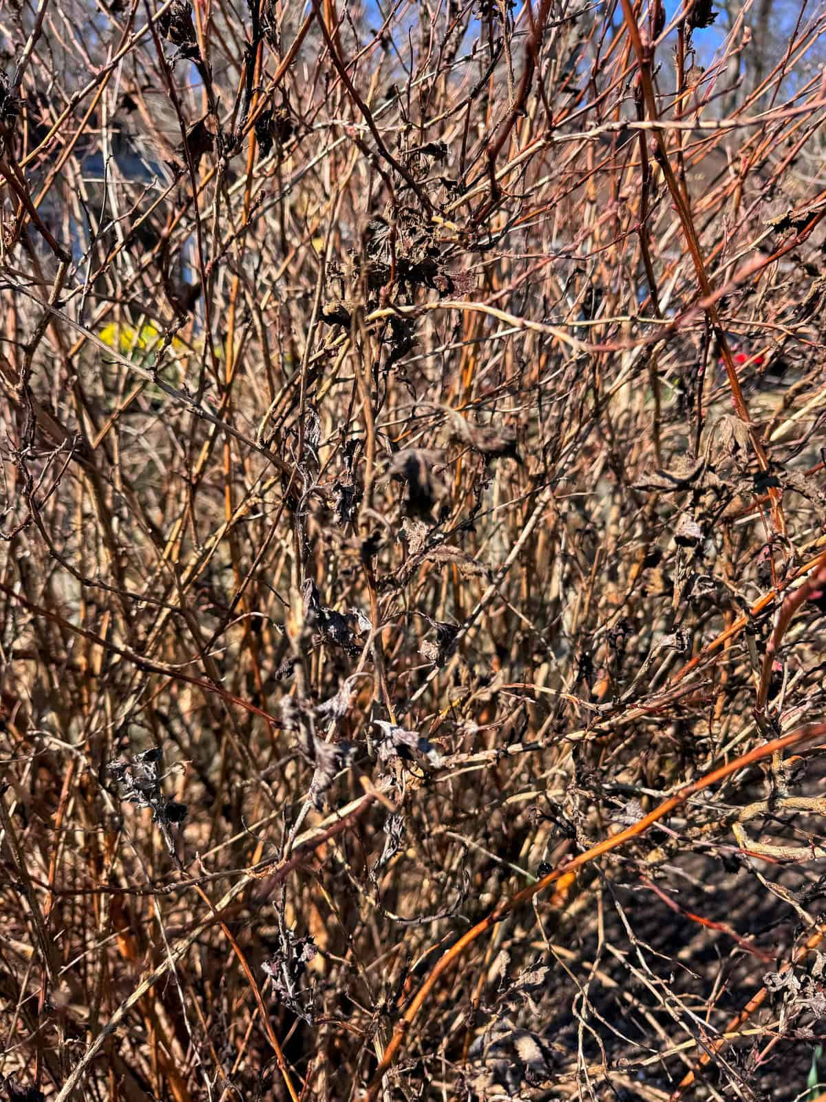 A dense thicket of dry, brown, and leafless branches with clusters of shriveled leaves, set against a blurred outdoor background under bright sunlight.