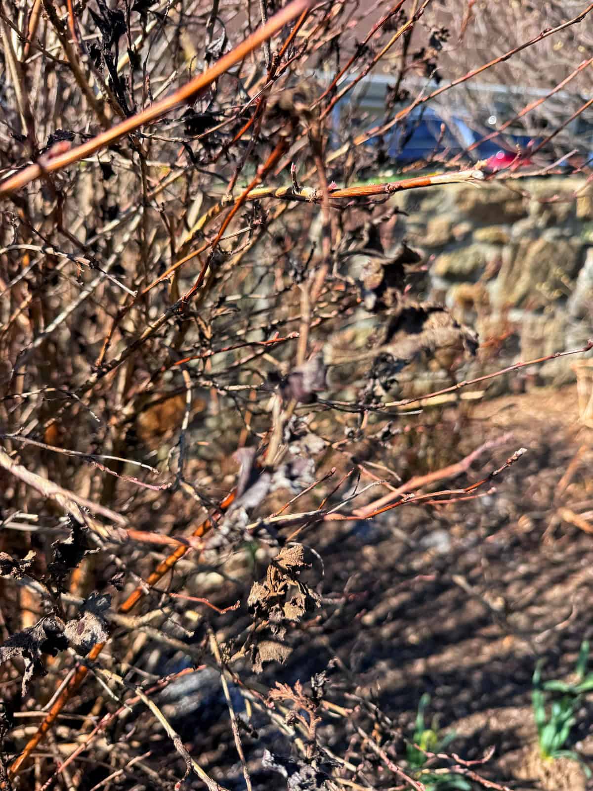 Dry, brown branches with withered leaves fill the foreground, while a stone wall and a blurry car are visible in the background under bright sunlight.
