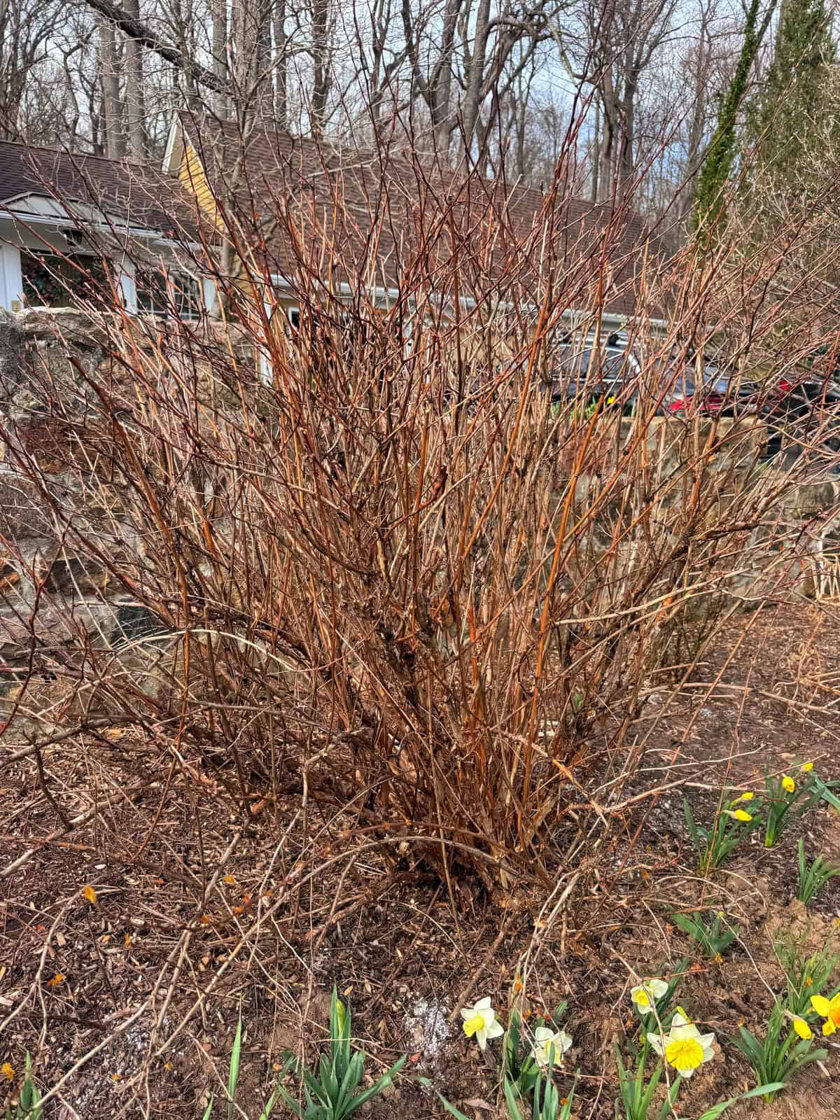 A large ninebark in dormancy stands with many brown branches in a garden bed. Early spring daffodils bloom around its base, while a stone wall, house, and bare trees appear in the background.