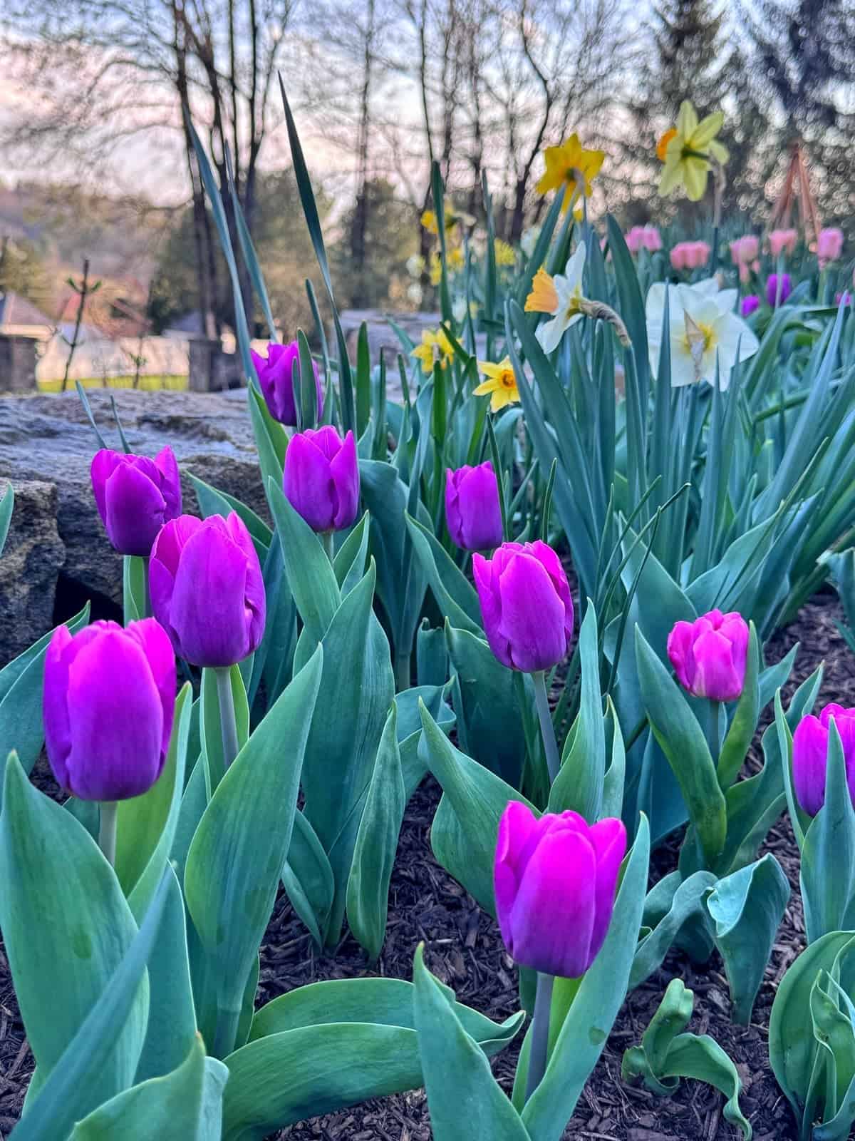 Clusters of vibrant purple tulips bloom in the foreground, surrounded by green leaves, with yellow and white daffodils and trees visible in the blurred background under a partly cloudy sky.