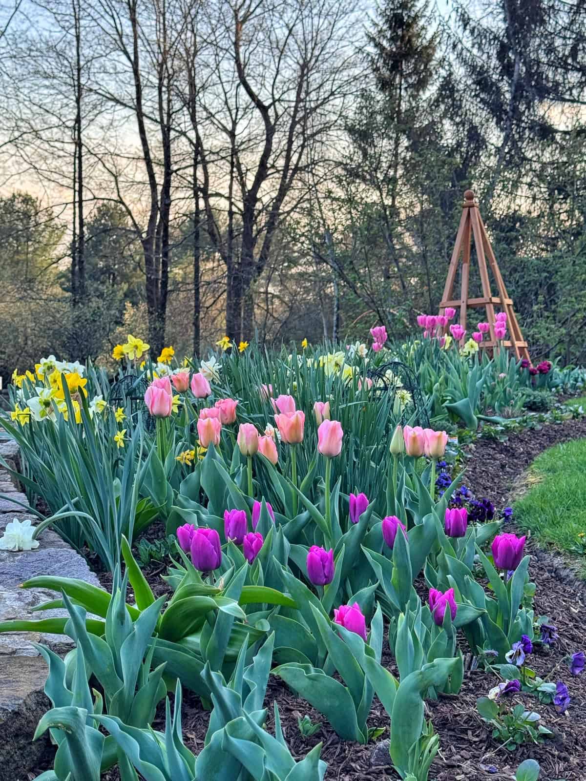A vibrant garden bed filled with blooming pink and purple tulips and yellow daffodils, bordered by a stone wall, with trees and a wooden trellis in the background on a clear day.