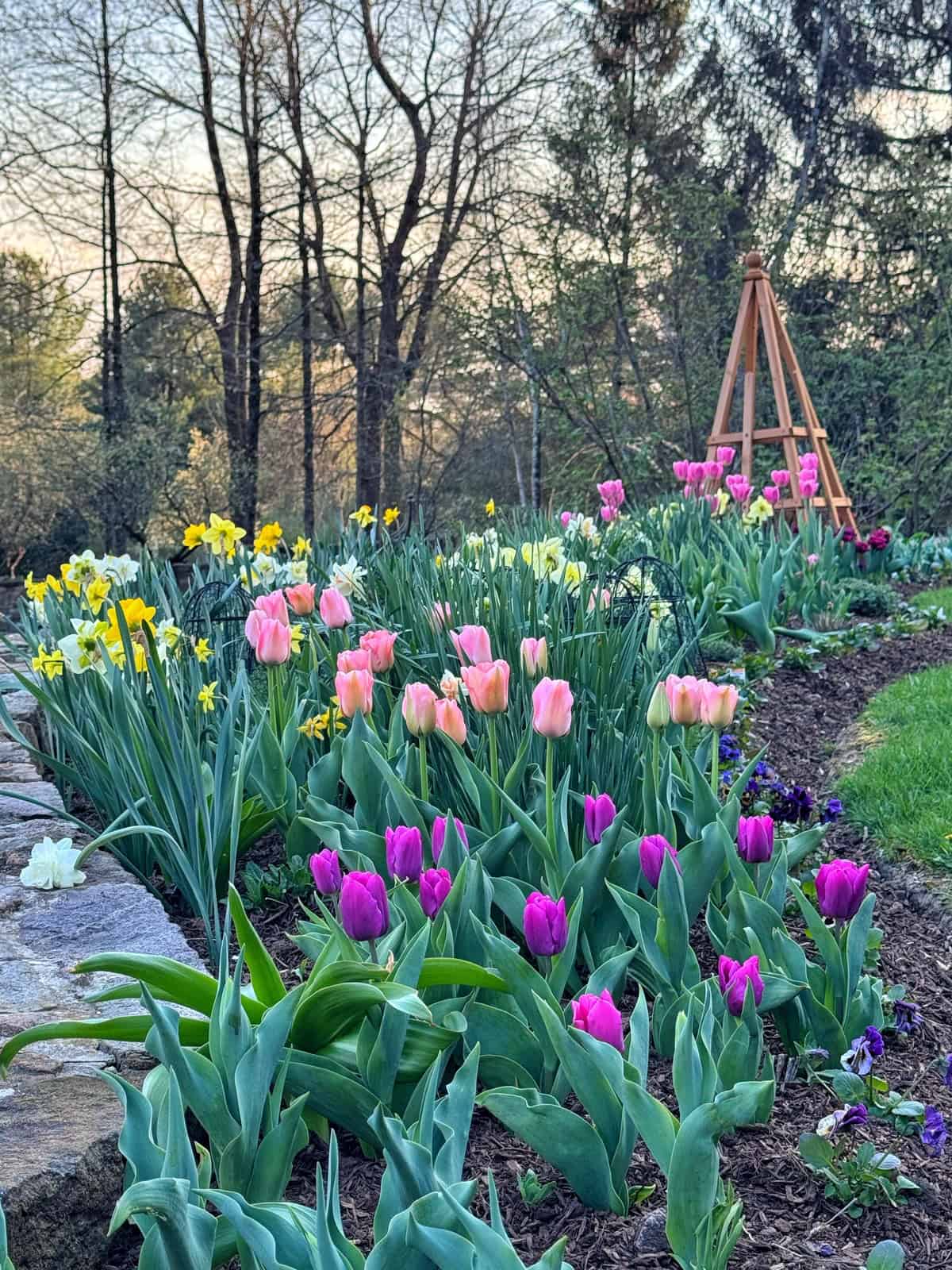 A vibrant garden bed features blooming pink and purple tulips with yellow daffodils. The flowers are bordered by a stone wall, with trees and a wooden garden structure in the background on a spring day.