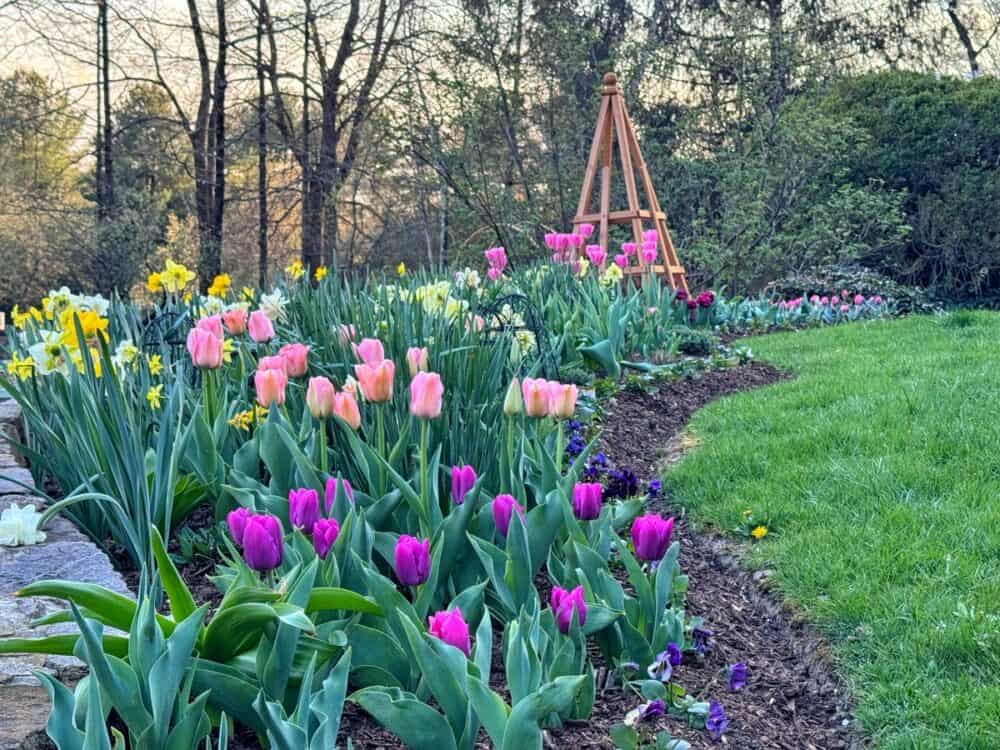 A garden bed filled with blooming pink, purple, and yellow tulips and daffodils curves along a grassy lawn, with trees and a wooden garden trellis in the background on a sunny day.