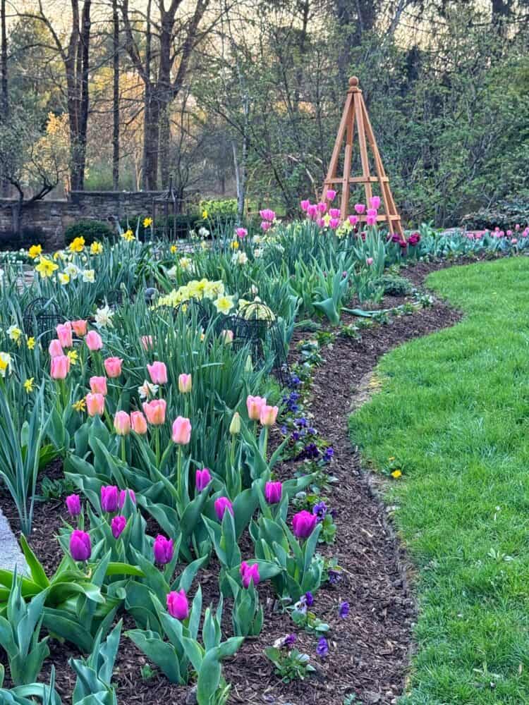 A colorful garden bed features blooming pink, purple, and yellow tulips bordered by green grass, with a wooden garden trellis in the background and trees beyond.