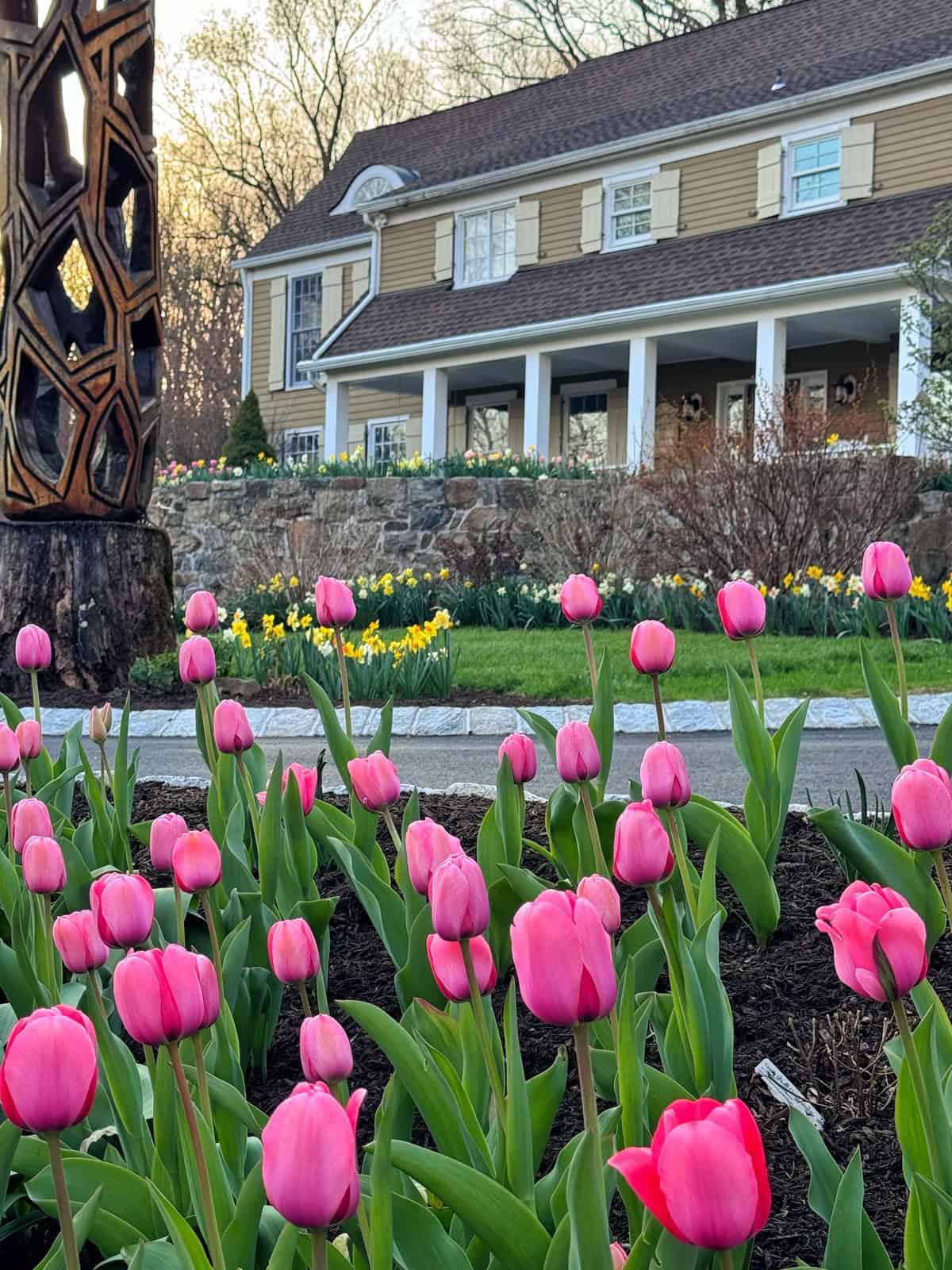 Pink tulips bloom in the foreground with yellow daffodils and green grass leading up to a large beige house with white trim, stone wall, and a wooden sculpture on the left. Trees with bare branches are in the background.