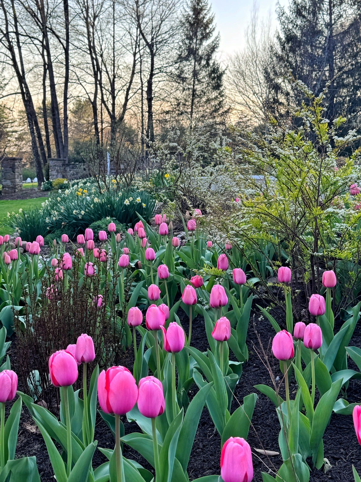 Pink tulips bloom in a garden bed surrounded by green foliage and shrubs, with tall trees and a soft evening sky in the background.