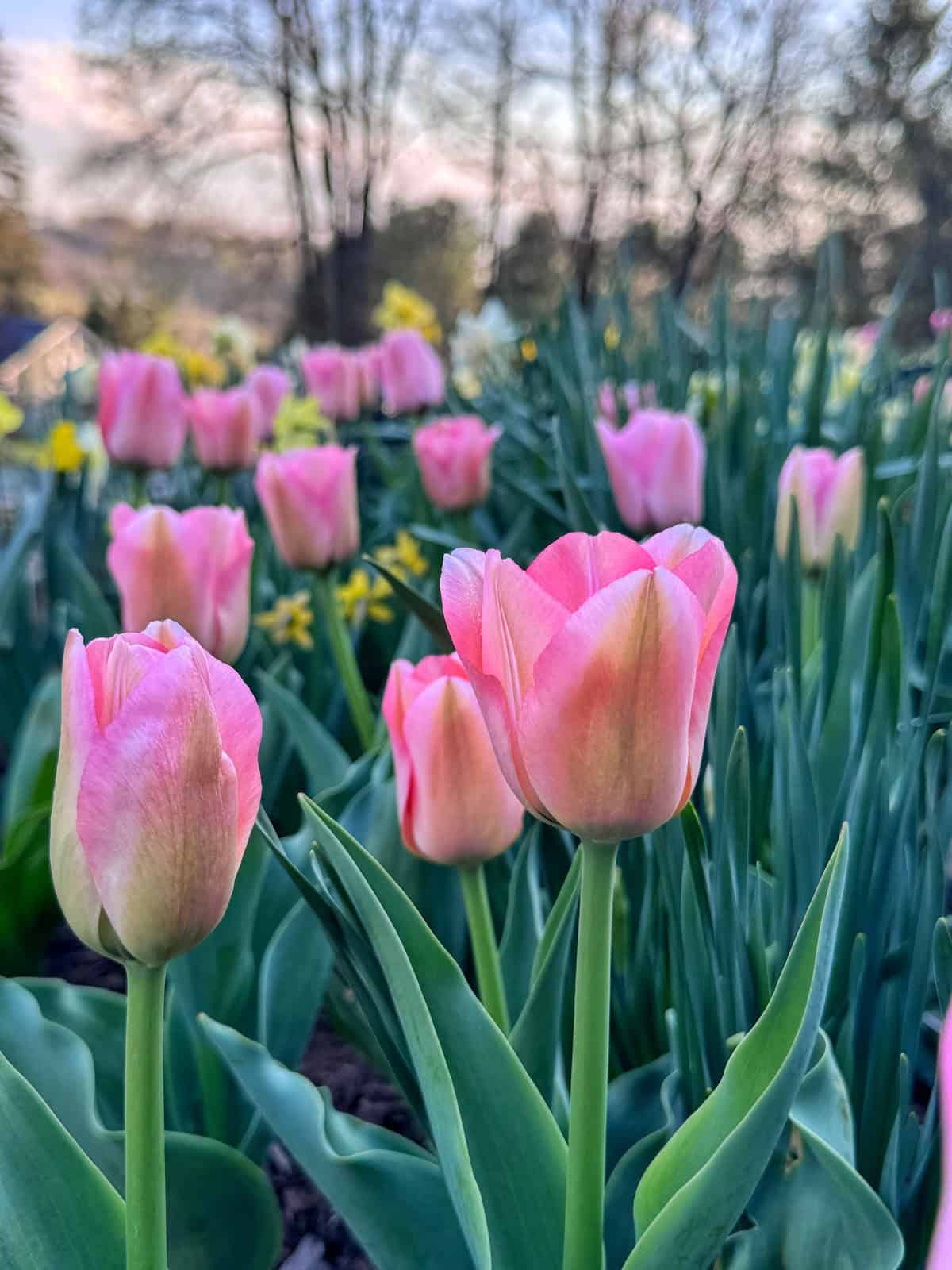 Close-up of pink tulips in bloom with green leaves, with more tulips and yellow flowers in the blurred background. Bare trees and soft sunlight suggest a springtime garden scene.