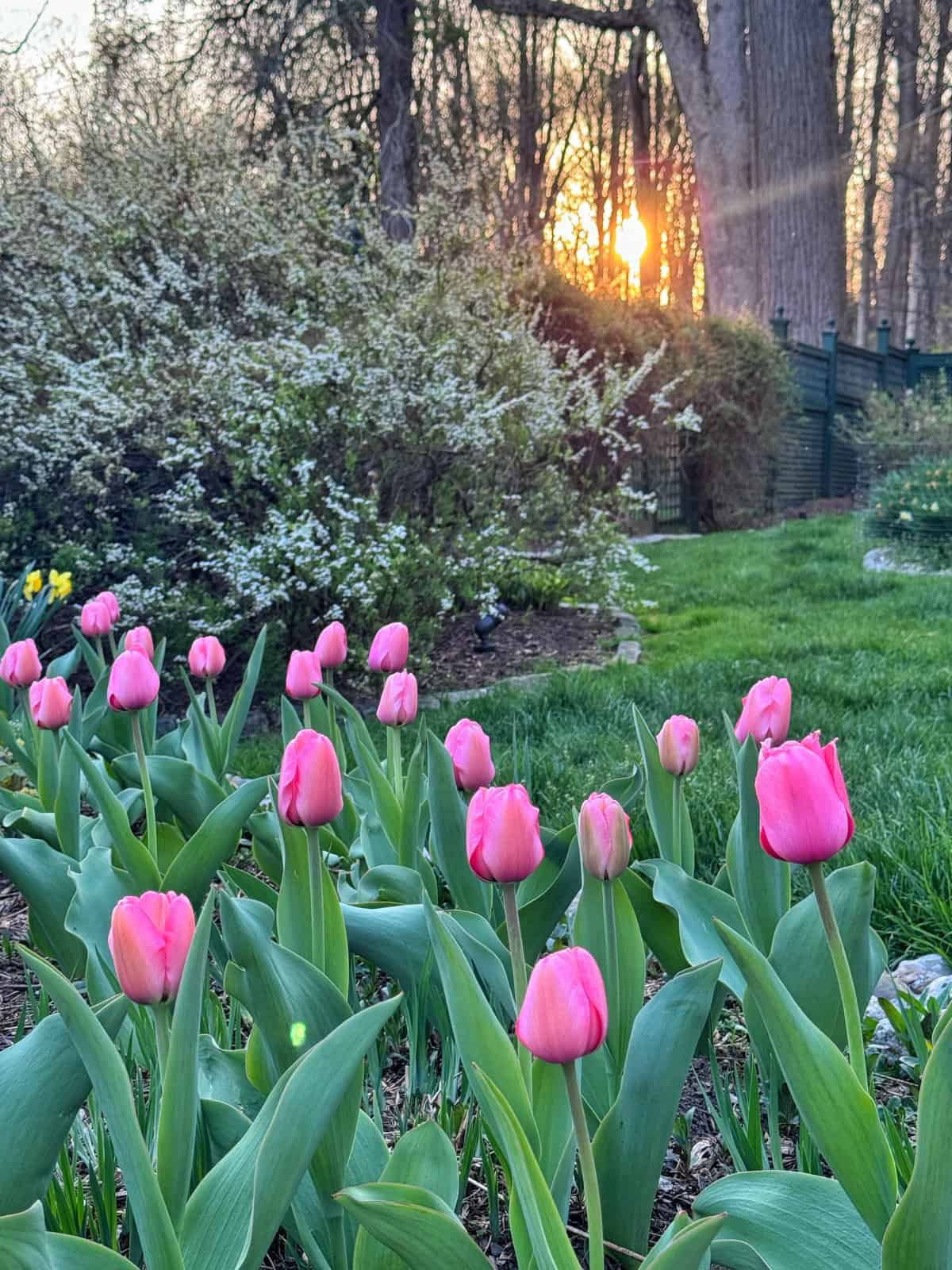 A cluster of pink tulips blooms in a garden at sunset, with green grass, leafy shrubs, and tall trees in the background. The sun is partially visible through the trees, casting a warm light.