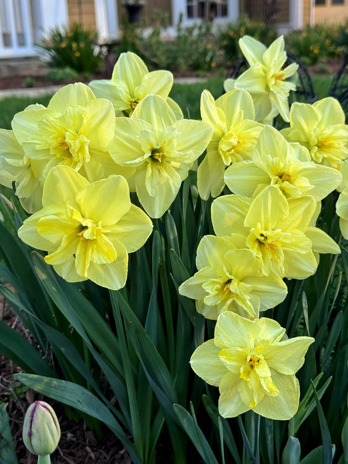 A cluster of yellow daffodil flowers with delicate petals blooming in a garden bed, surrounded by green leaves. A single tulip bud appears in the lower left corner. A house and more greenery are visible in the background.