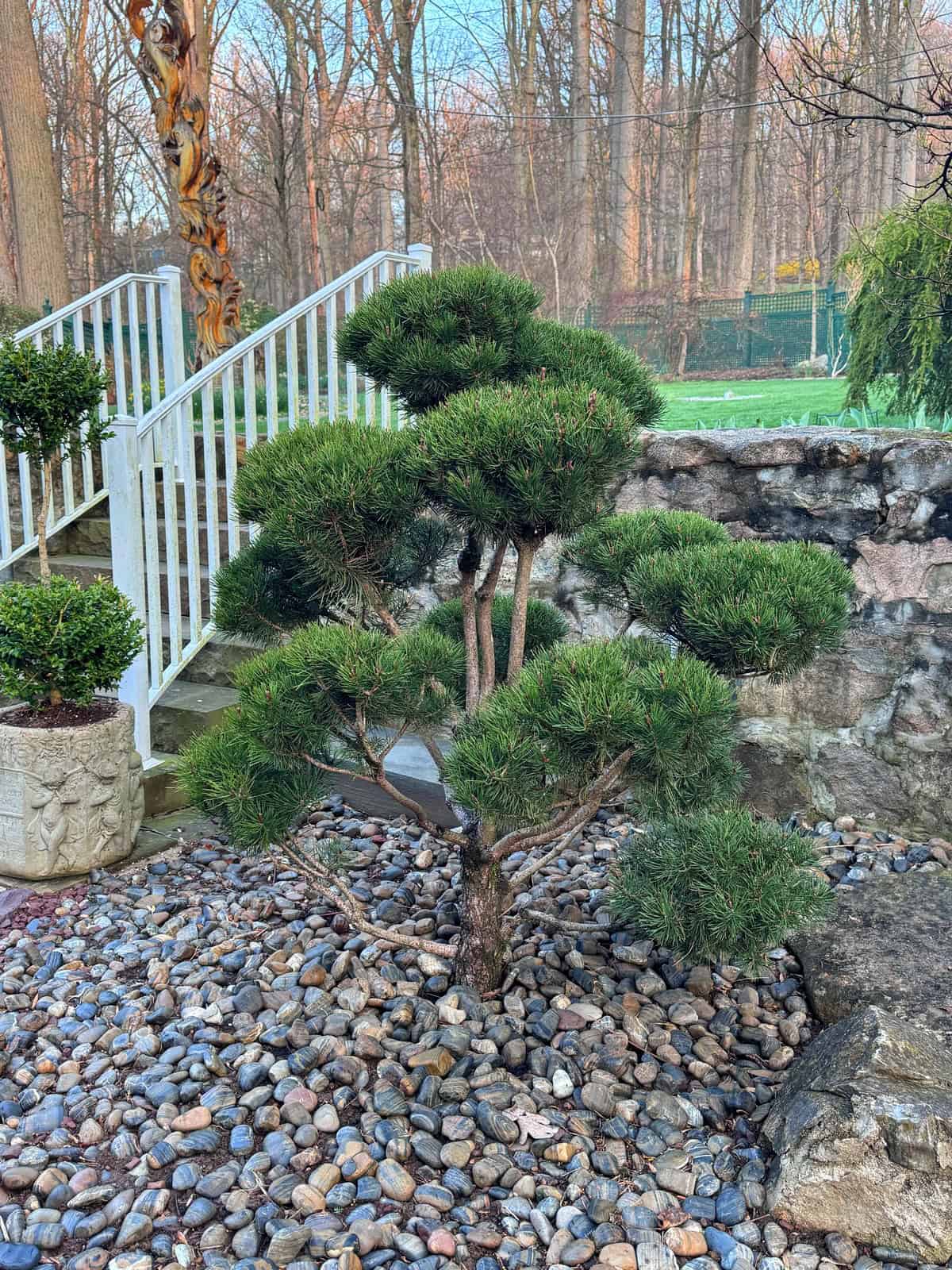A small, neatly pruned pine tree with dense green foliage stands among decorative rocks in a landscaped zen garden. Stone steps with white railings and a stone wall are in the background, with trees beyond.