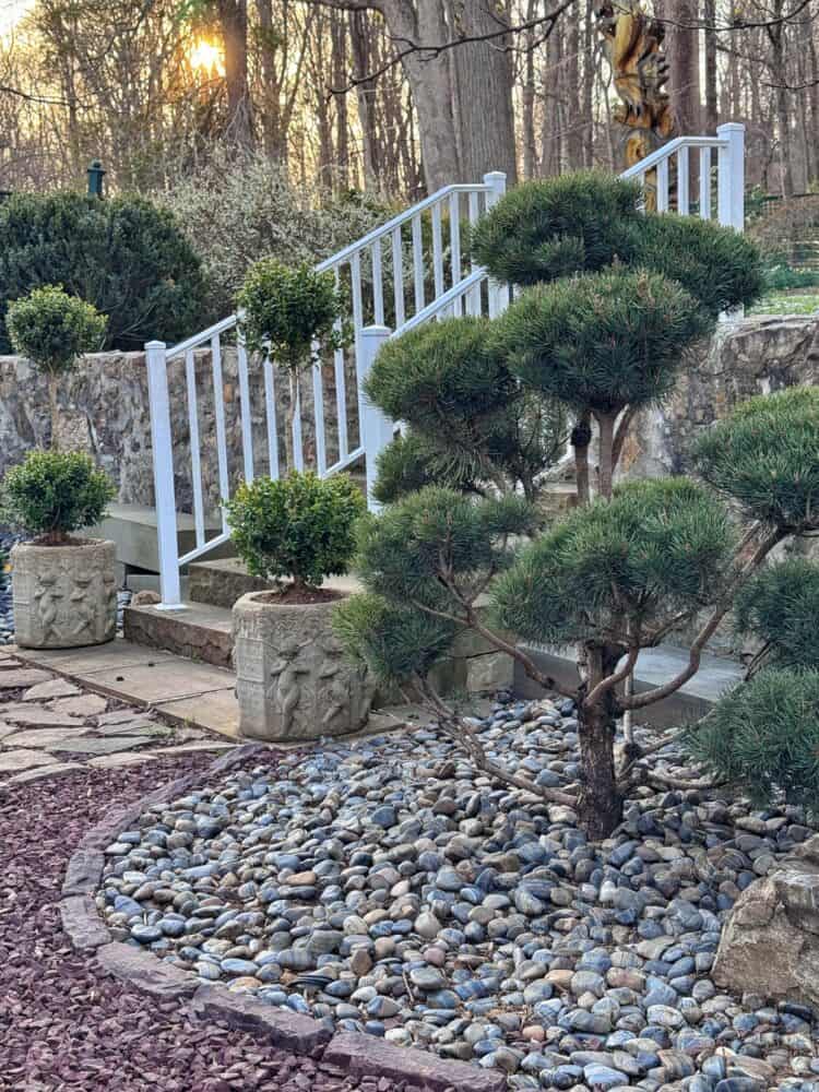 A landscaped zen garden featuring a trimmed pine tree, small shrubs in stone planters, a bed of smooth river rocks, and a white railing stairway with a stone wall, set against a backdrop of trees at sunset.