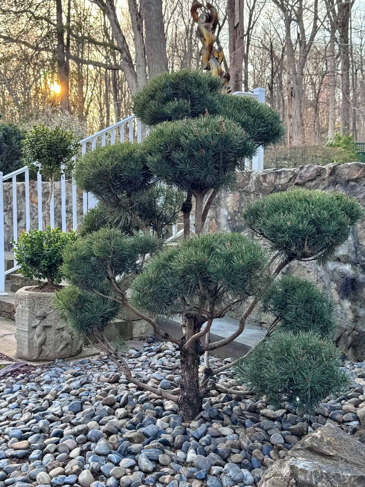 A manicured bonsai tree (pom pom) with rounded foliage sits in a bed of decorative pebbles, surrounded by stone steps, a white railing, greenery, and tall bare trees in the background at sunset.