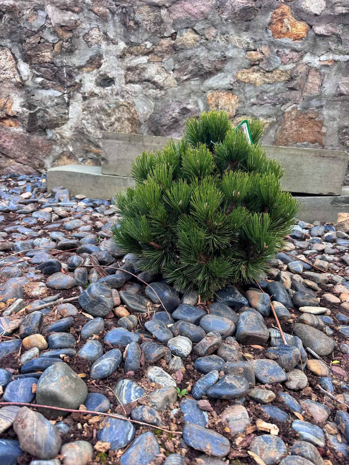 A small, round evergreen shrub grows among smooth, gray stones, with a stone wall and concrete steps in the background.