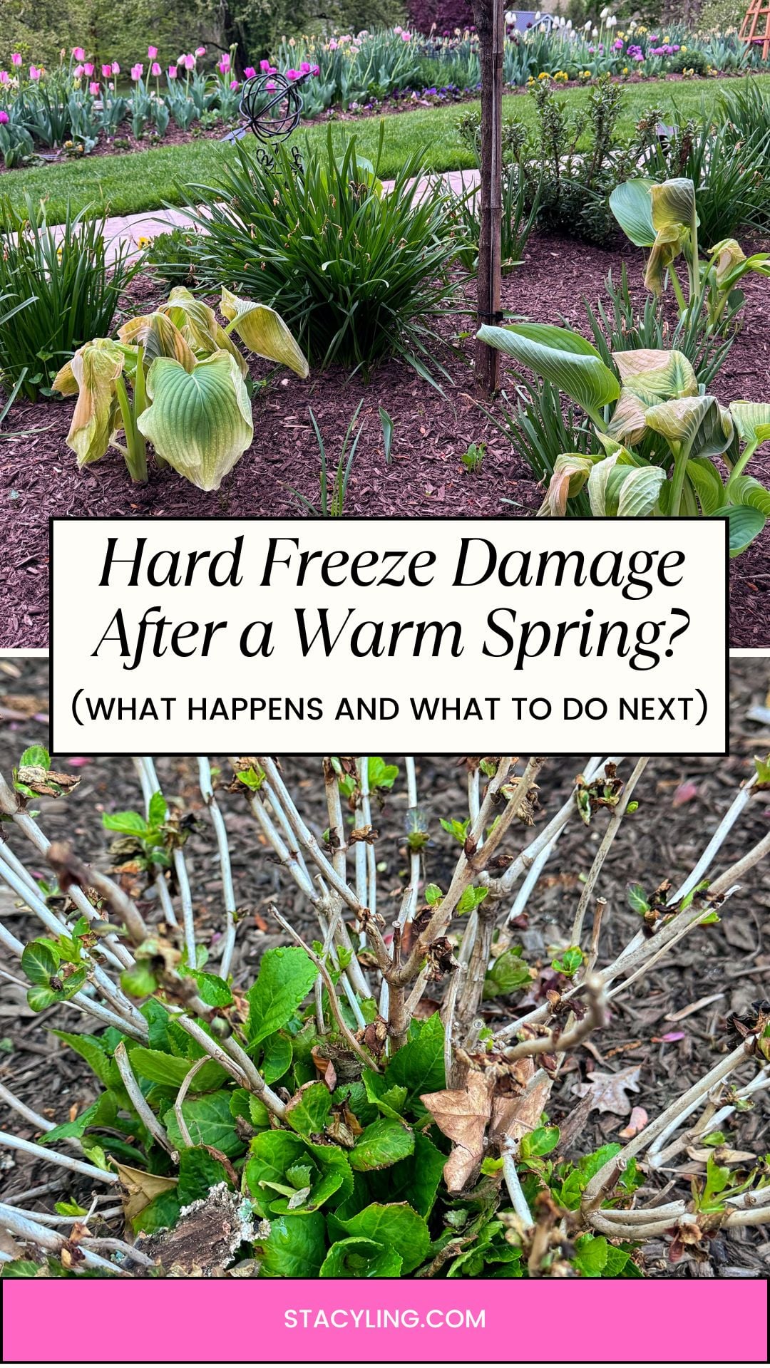 Two photos show hard freeze damage: The top image features wilted hostas with brown leaves in a garden bed, while the bottom shows a shrub with new green growth and brown, damaged leaves and tips. Text overlays discuss freeze damage.