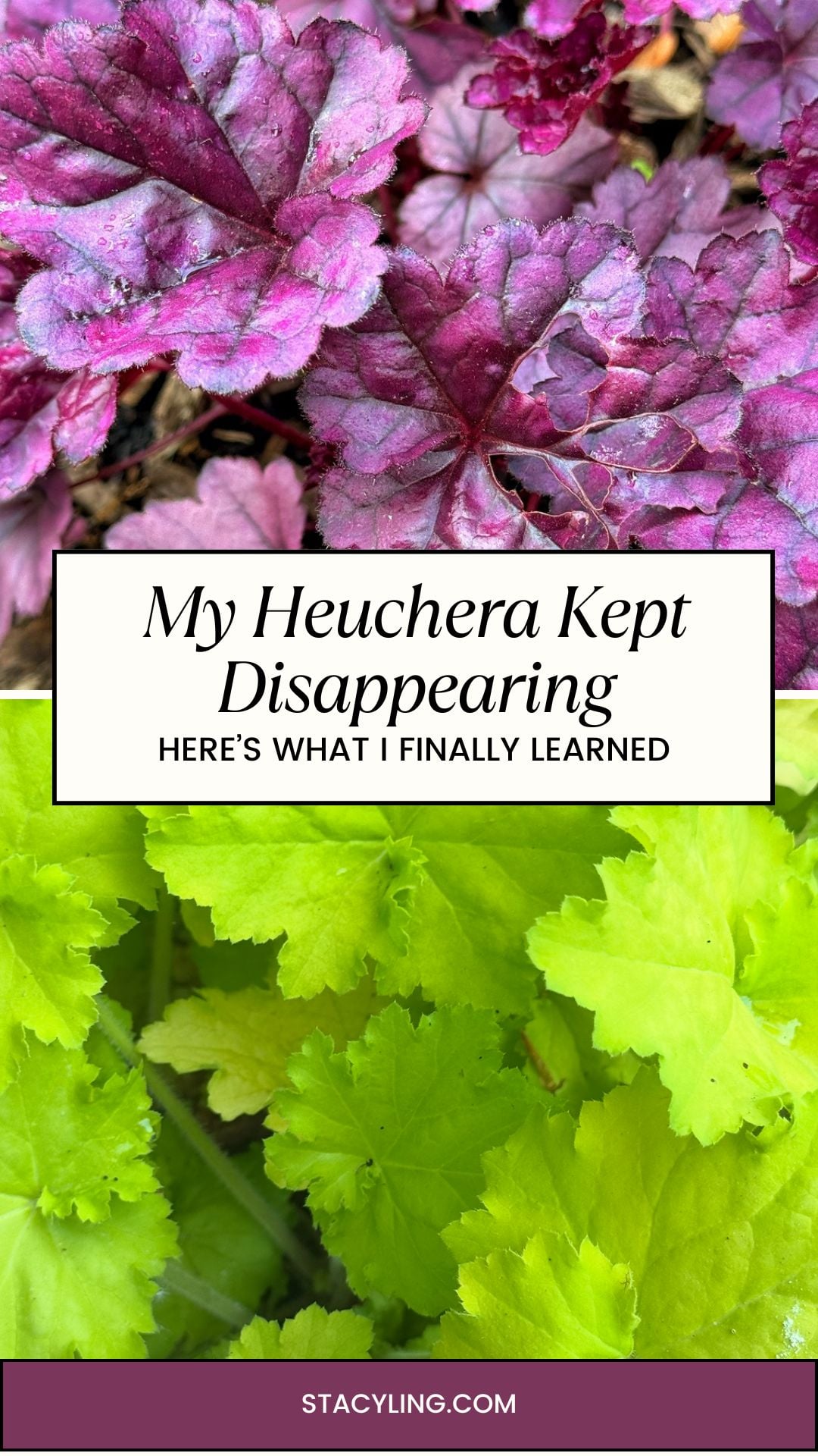 Close-up of two varieties of Heuchera plants; the top shows purple leaves, and the bottom displays bright green leaves. Text overlay reads, "My Heuchera Kept Disappearing: Here’s What I Finally Learned about why Heuchera die.