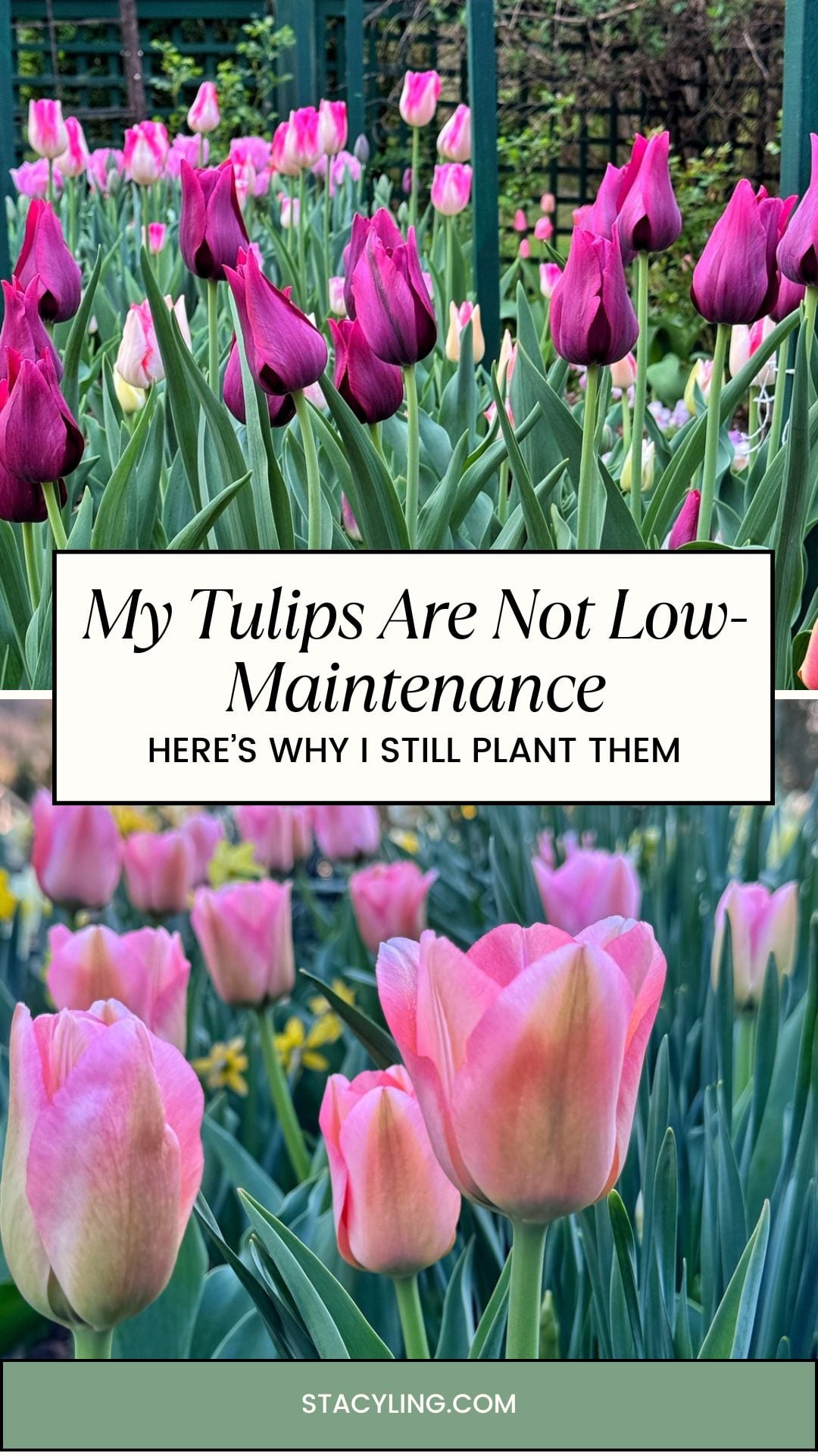 A garden bed filled with blooming pink and purple tulips. The text overlay reads: "Planting tulips isn&rsquo;t low-maintenance. Here&rsquo;s why I still choose them for my garden. stacyling.com.