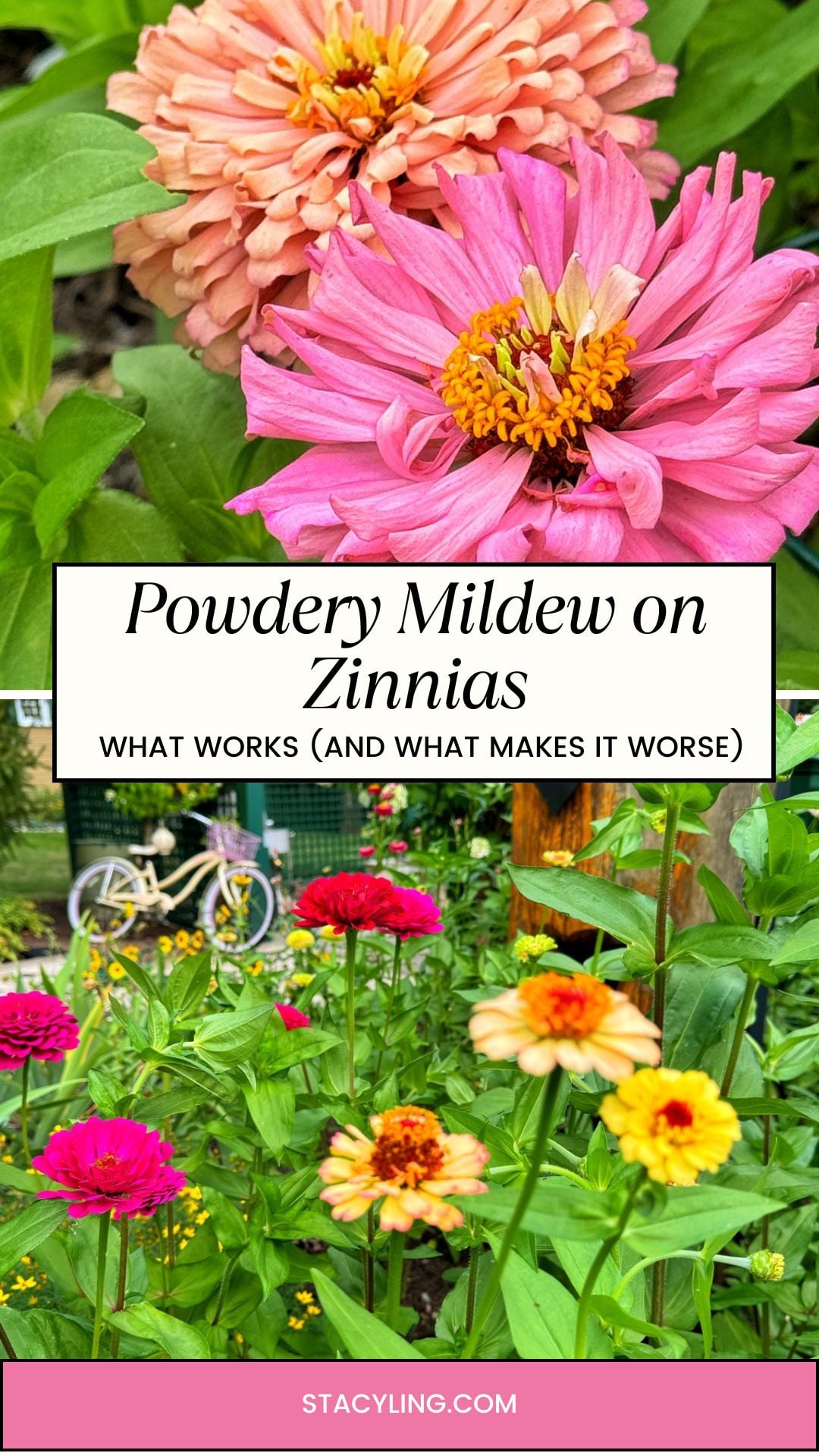 Close-up of zinnia flowers in pink and orange hues, showing signs of powdery mildew on zinnias. Accompanying text offers tips for treating powdery mildew, with a lush garden scene and more zinnias beneath the informative message.