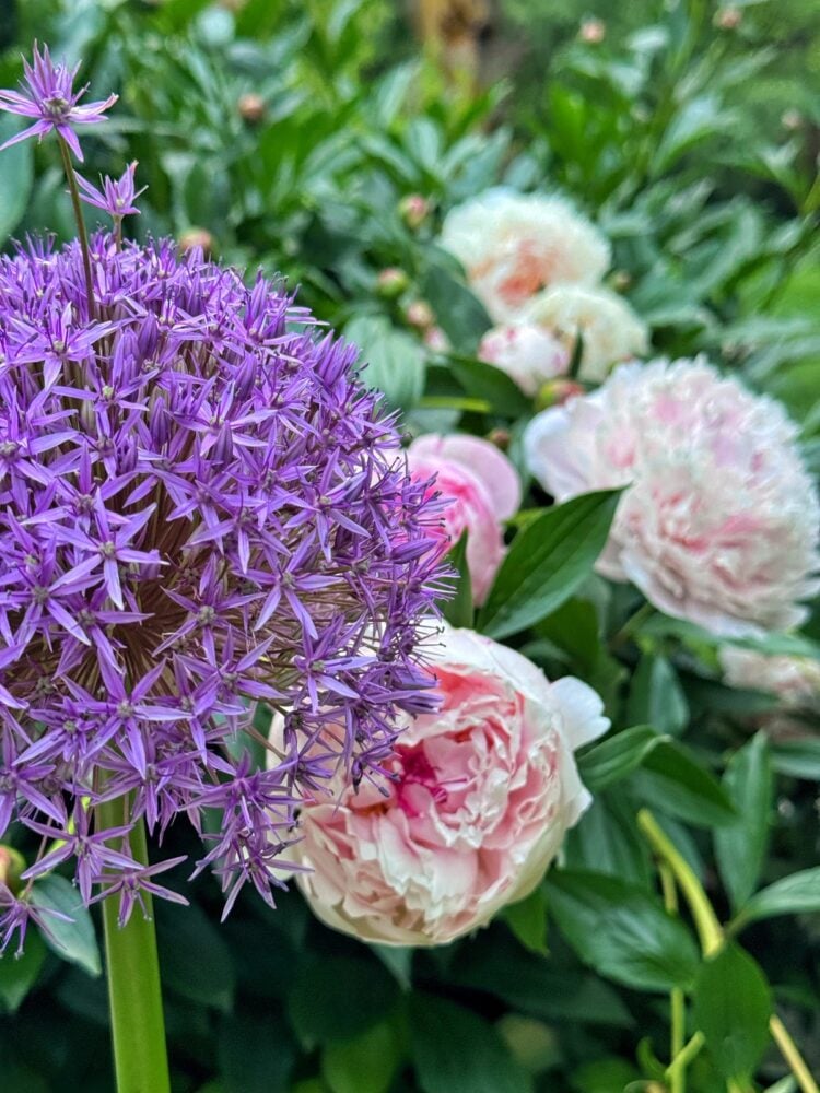A close-up of a purple allium flower in full bloom, with soft pink peonies and lush green leaves blurred in the background, creating a vibrant and colorful garden scene.
