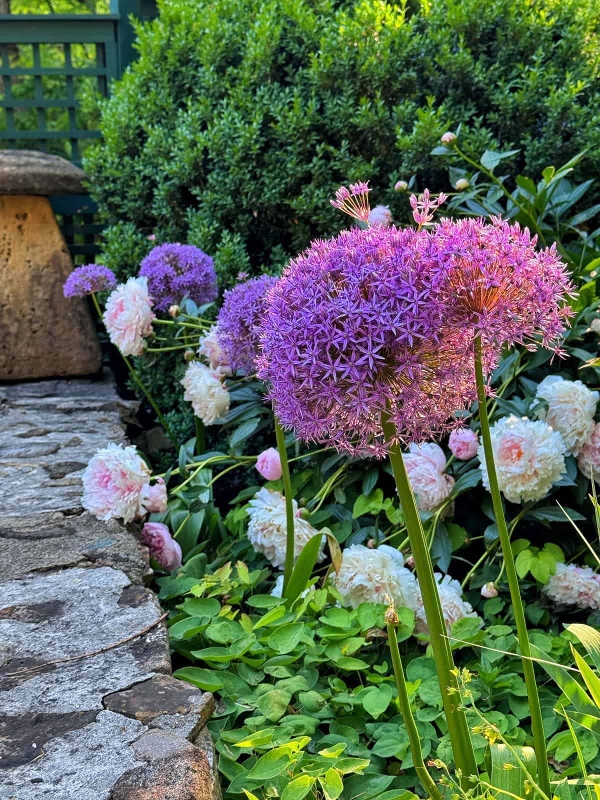 Tall purple allium flowers and white peonies bloom beside a stone pathway in a lush garden, with green shrubs and a wooden bench visible in the background.