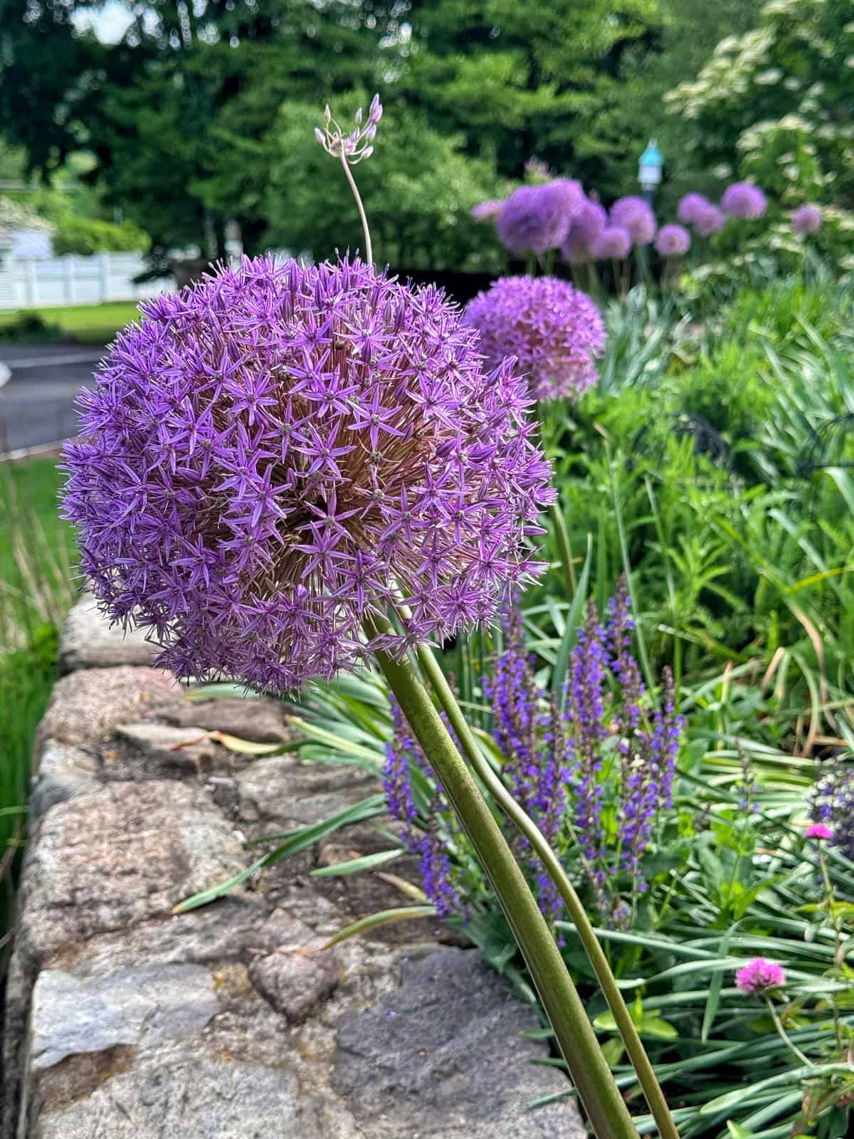 A close-up of a large, round purple allium flower blooming in a garden, with more purple alliums and greenery in the background along a stone wall on a cloudy day.