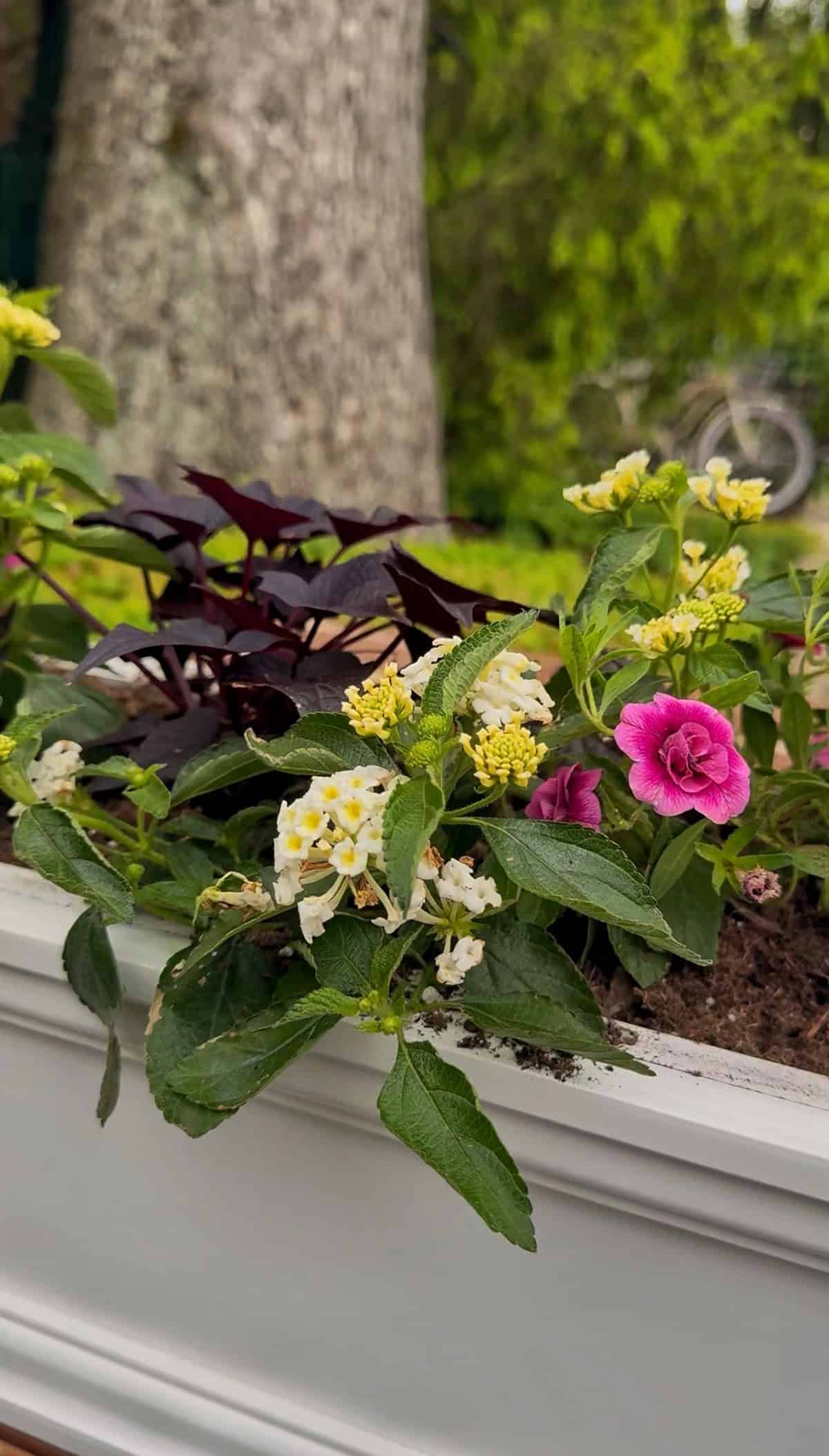 A planter box filled with colorful flowers, including small white and yellow blooms, dark purple foliage, and a bright pink flower, set outdoors with a blurred tree and bicycle in the background.