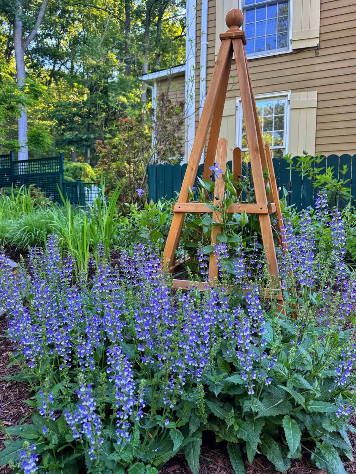A garden with blooming purple flowers surrounds a wooden trellis, set beside a tan house with yellow shutters. Lush green plants and trees fill the background under bright daylight.