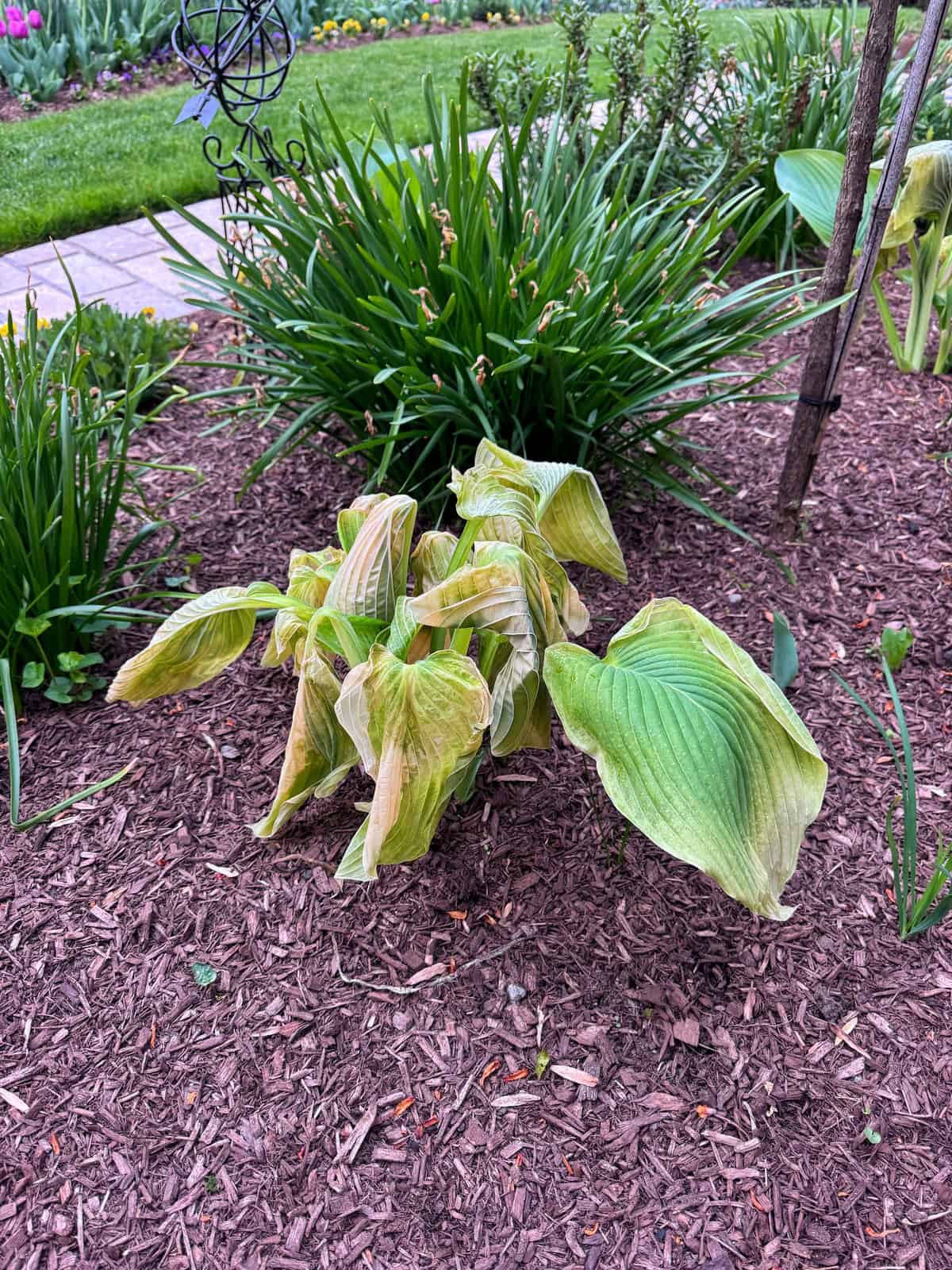 A wilted hosta plant with yellowing, drooping leaves sits in a mulched garden bed. Green shrubs and grass grow in the background, with a stone path visible on the left.