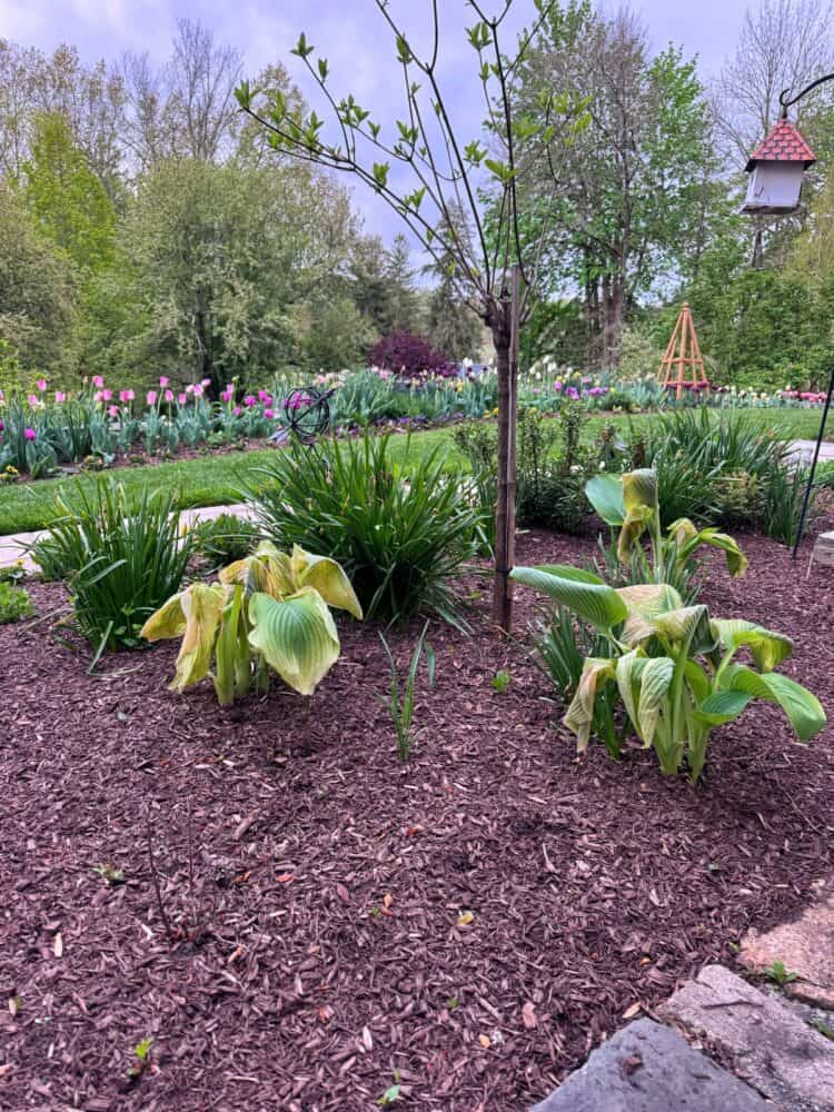 A mulched garden bed with green plants and hostas, some with yellowing leaves, surrounds a young tree. In the background are tulips, green trees, a path, a birdhouse, and a wooden garden structure.