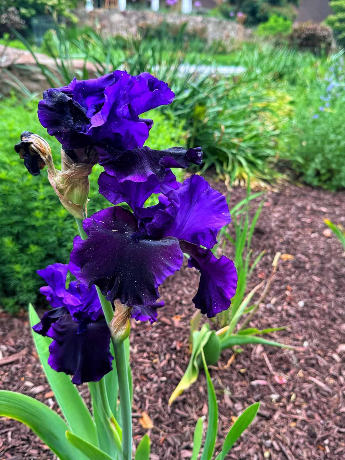 A close-up of deep purple irises in a garden, surrounded by green foliage and mulch, with more plants and blurred greenery in the background.