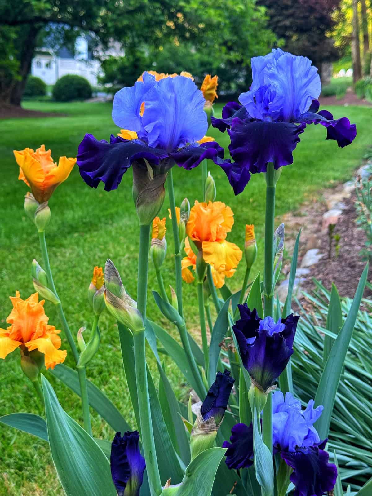 Vibrant blue and deep purple irises bloom beside orange irises in a garden with lush green grass and trees, and a house visible in the background.