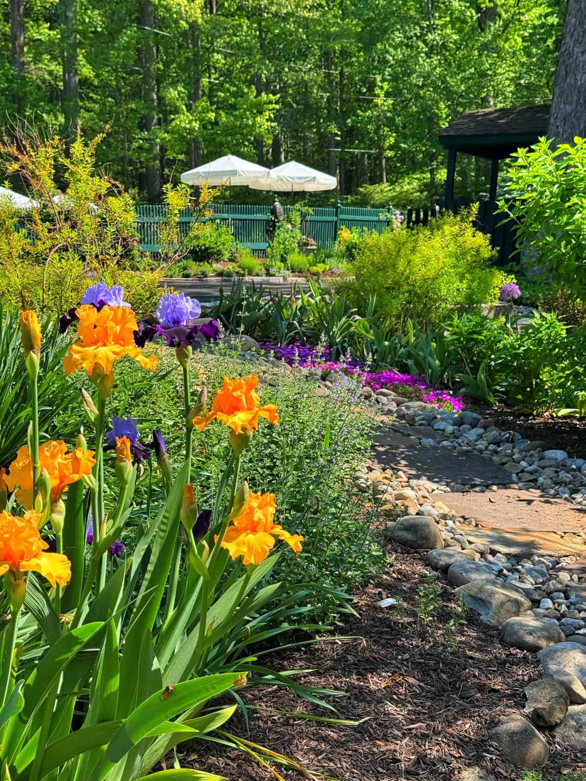 A garden scene with vibrant orange and purple irises, a stone path, lush greenery, and white umbrellas in the background, set against a wooded area on a sunny day.