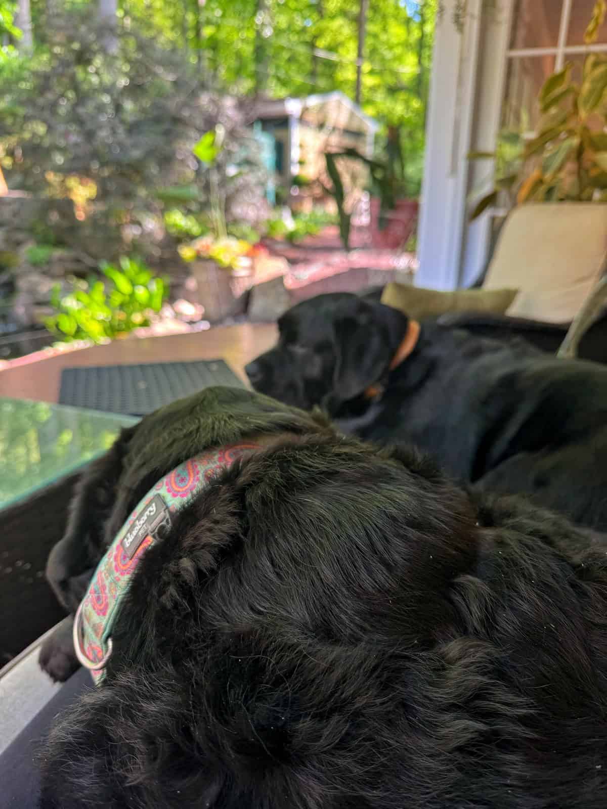 Two black dogs relax on a porch surrounded by green plants. One dog wears a colorful collar in the foreground, while the other lays further back near the edge of the porch, both enjoying a peaceful outdoor setting.