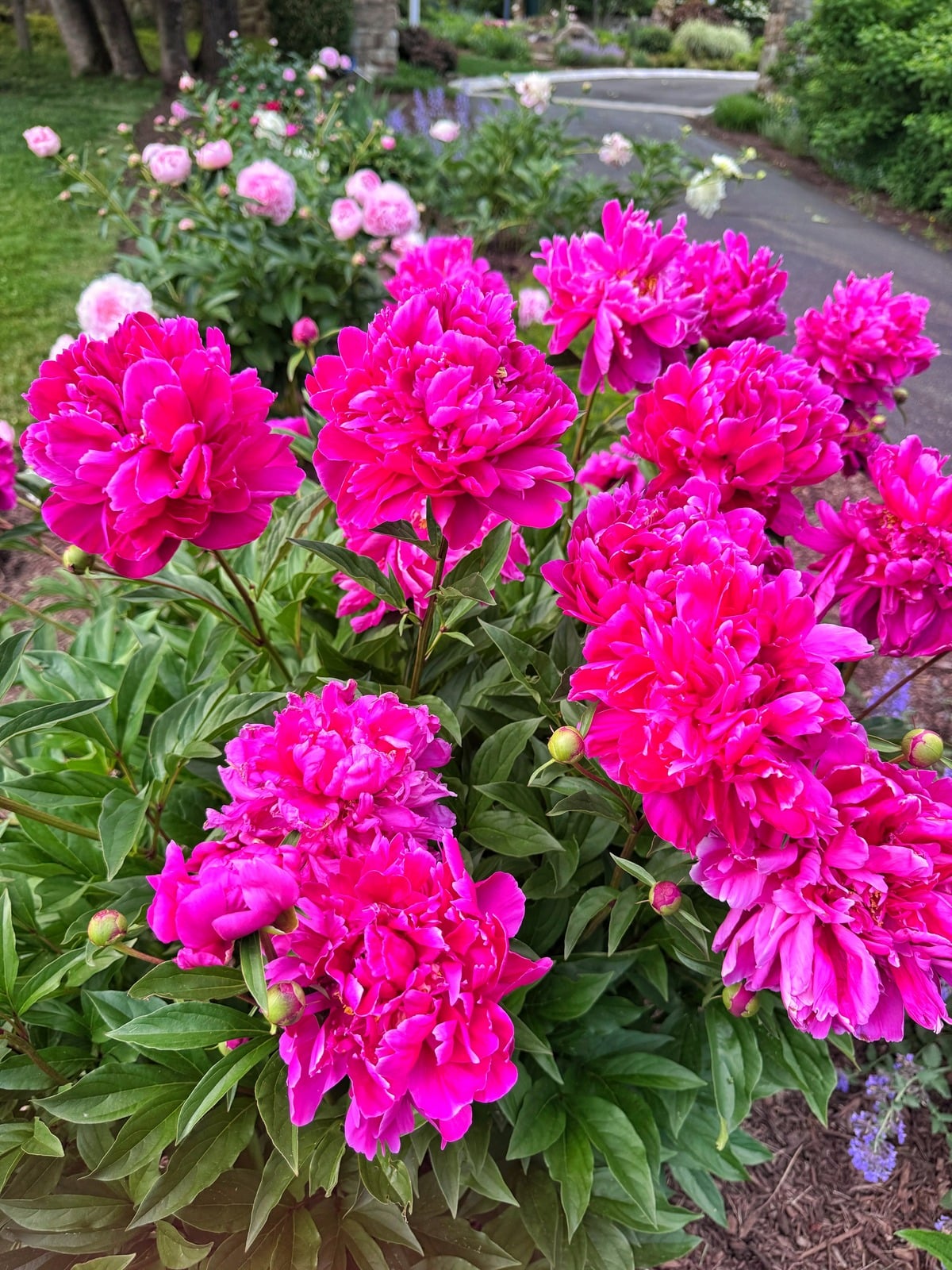 Vibrant pink peonies bloom in a garden bed, surrounded by green leaves, with more peony bushes and a paved path visible in the background.