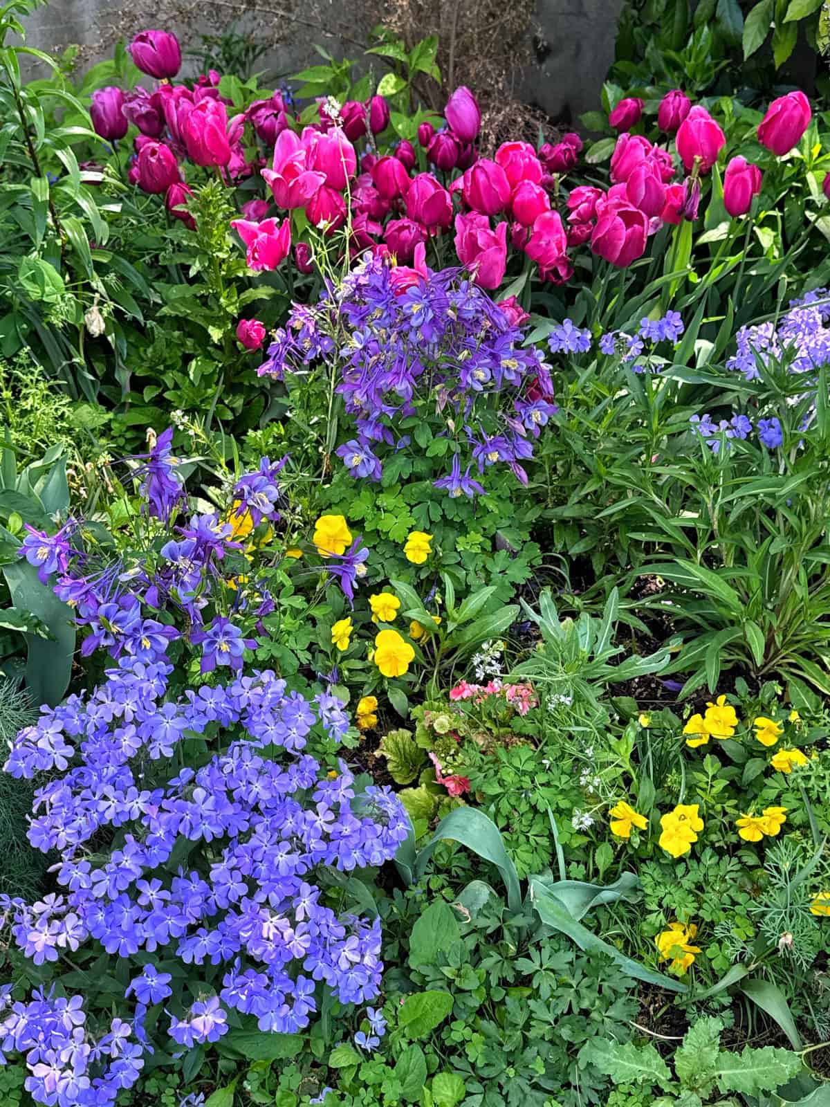A vibrant spring garden bed featuring magenta tulips, purple columbines, blue phlox, and yellow pansies blooming among lush green foliage.