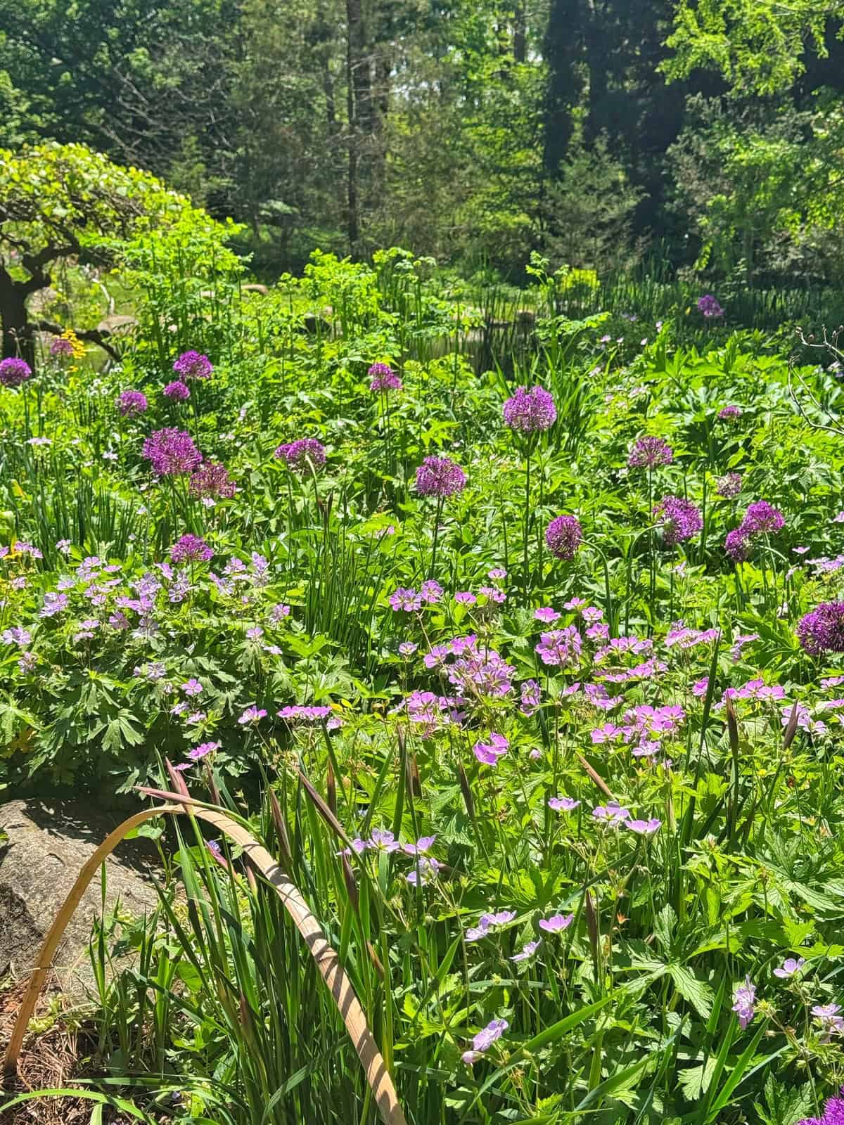 A lush garden bed overflows with vibrant purple allium flowers and delicate pink wildflowers, set against a backdrop of green foliage and trees.