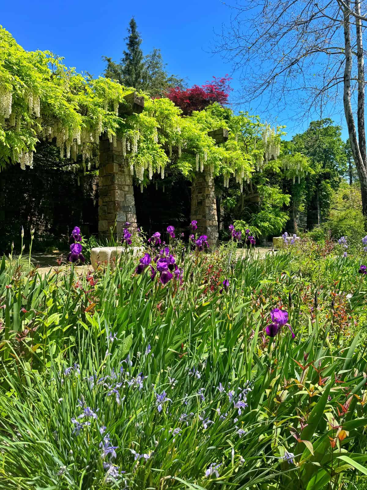 A stone pergola at the chanticleer garden is covered in white wisteria blooms is surrounded by vibrant purple irises and lush green foliage.