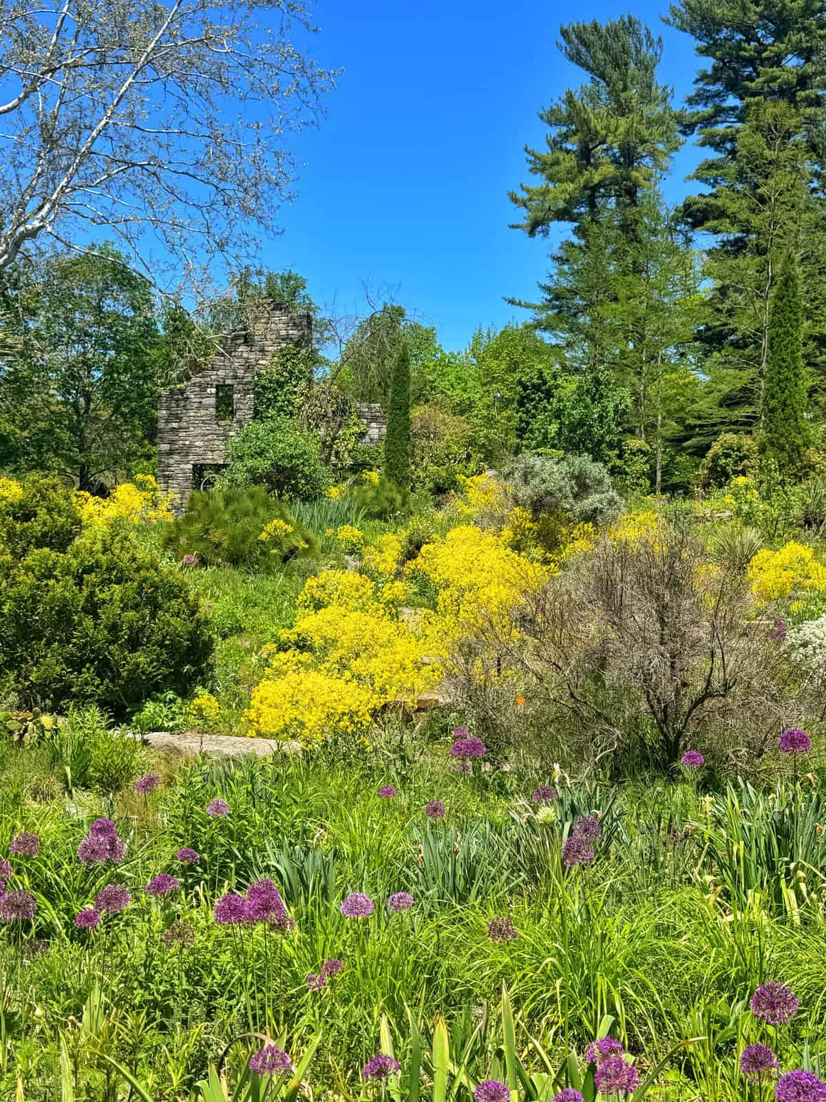 Chanticleer garden with vibrant yellow and purple flowers in the foreground, dense green trees, and an old stone ruin partially hidden among the foliage under a clear blue sky.