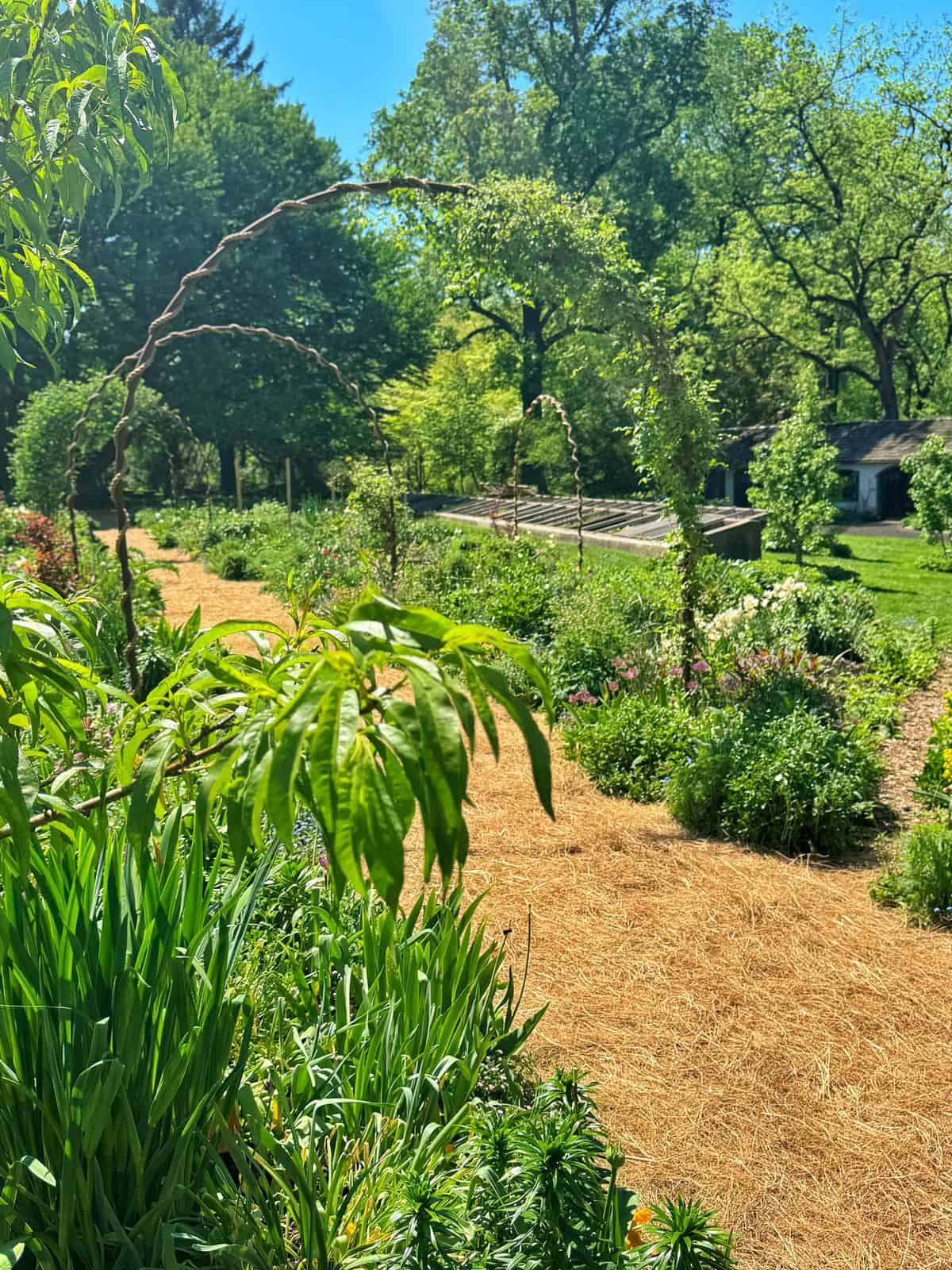 A winding garden path of light brown straw mulch curves through lush green foliage. Twisted branches form natural arches over the path. In the background, a small, white building with a grey roof is nestled amongst tall, leafy trees.