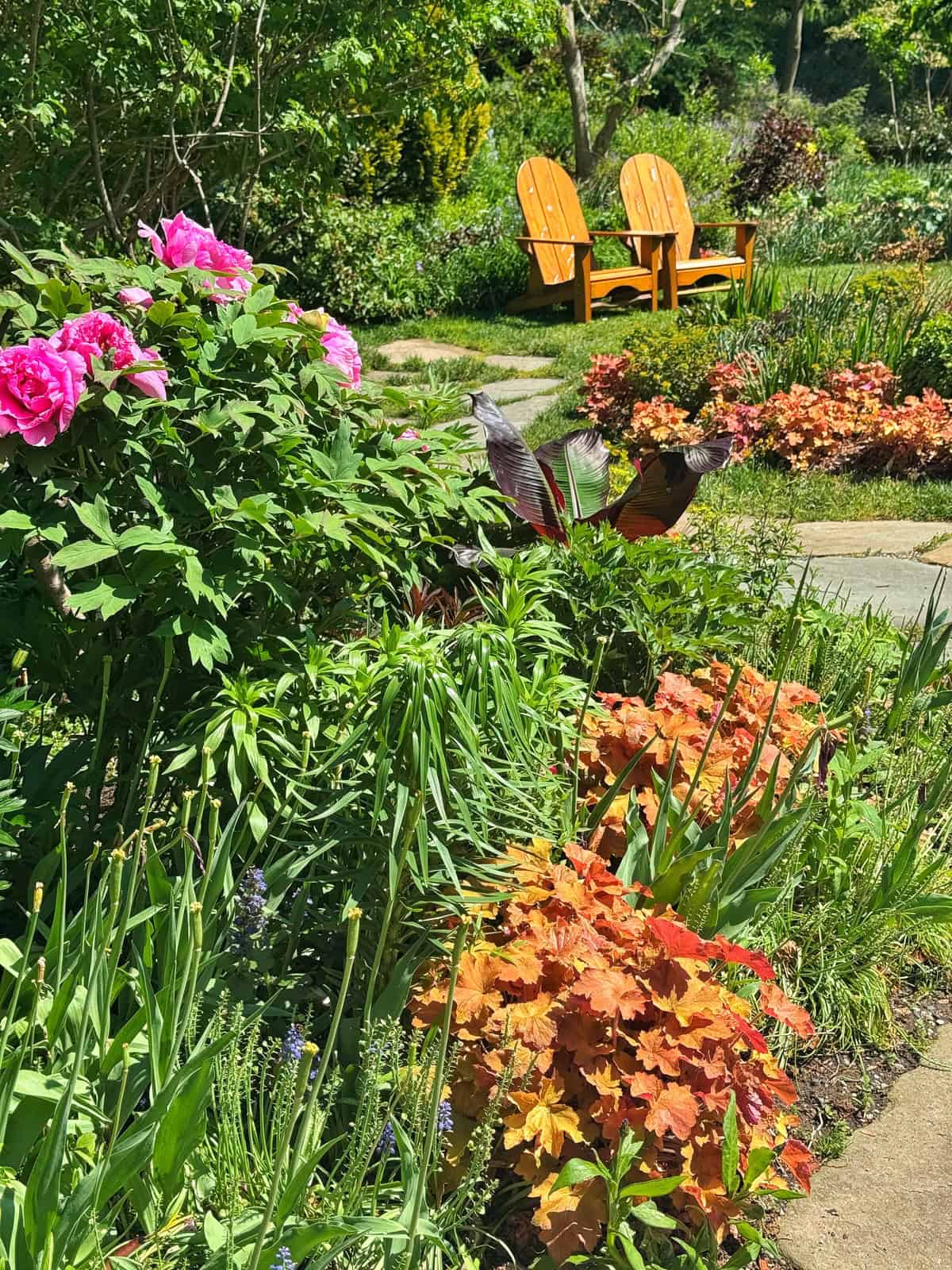 Chanticleer garden with bright pink peonies and orange heuchera plants. Two empty wooden Adirondack chairs sit on the grass in the background.